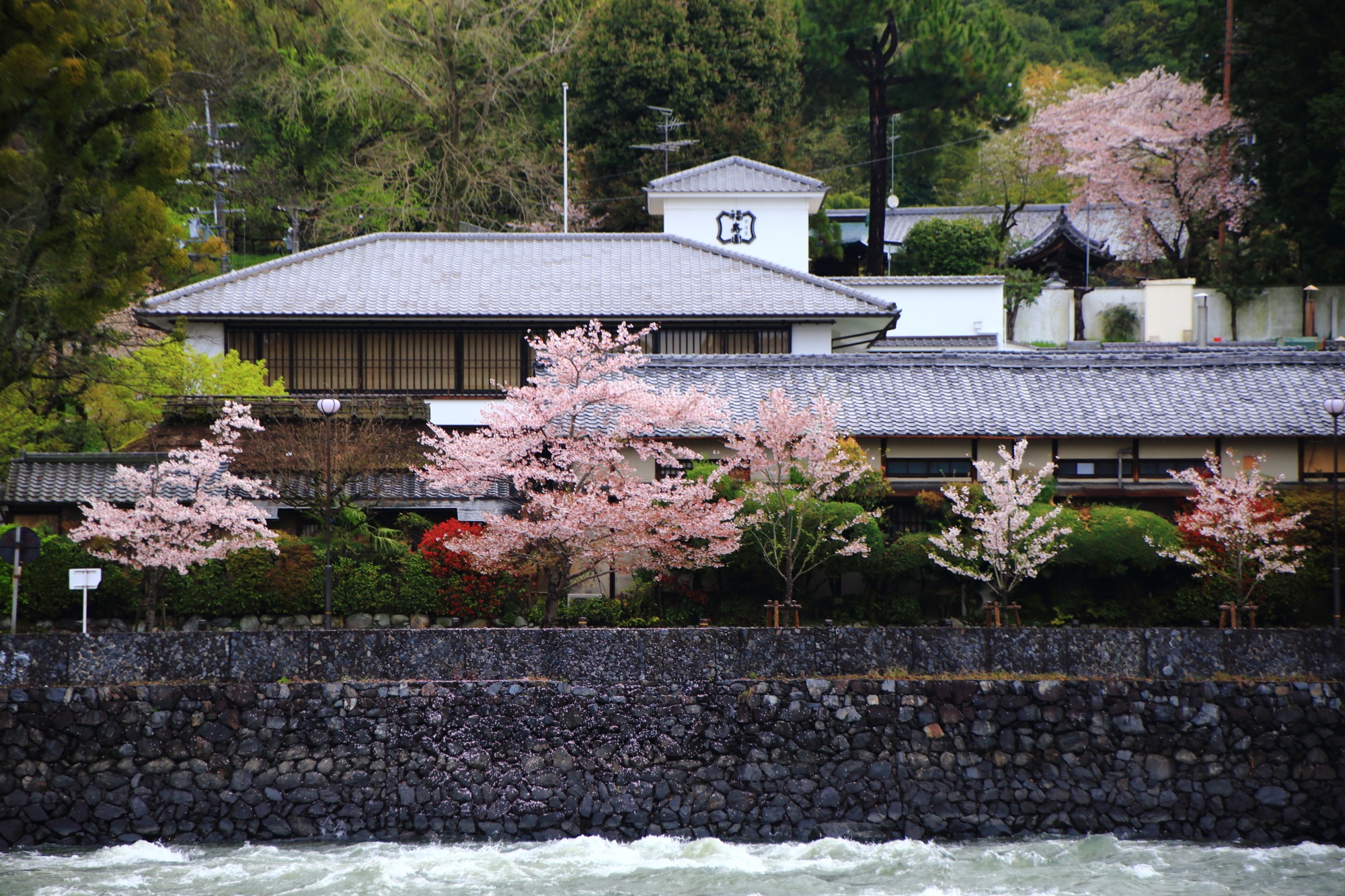 福寿園の白壁の建物を彩るピンクの桜