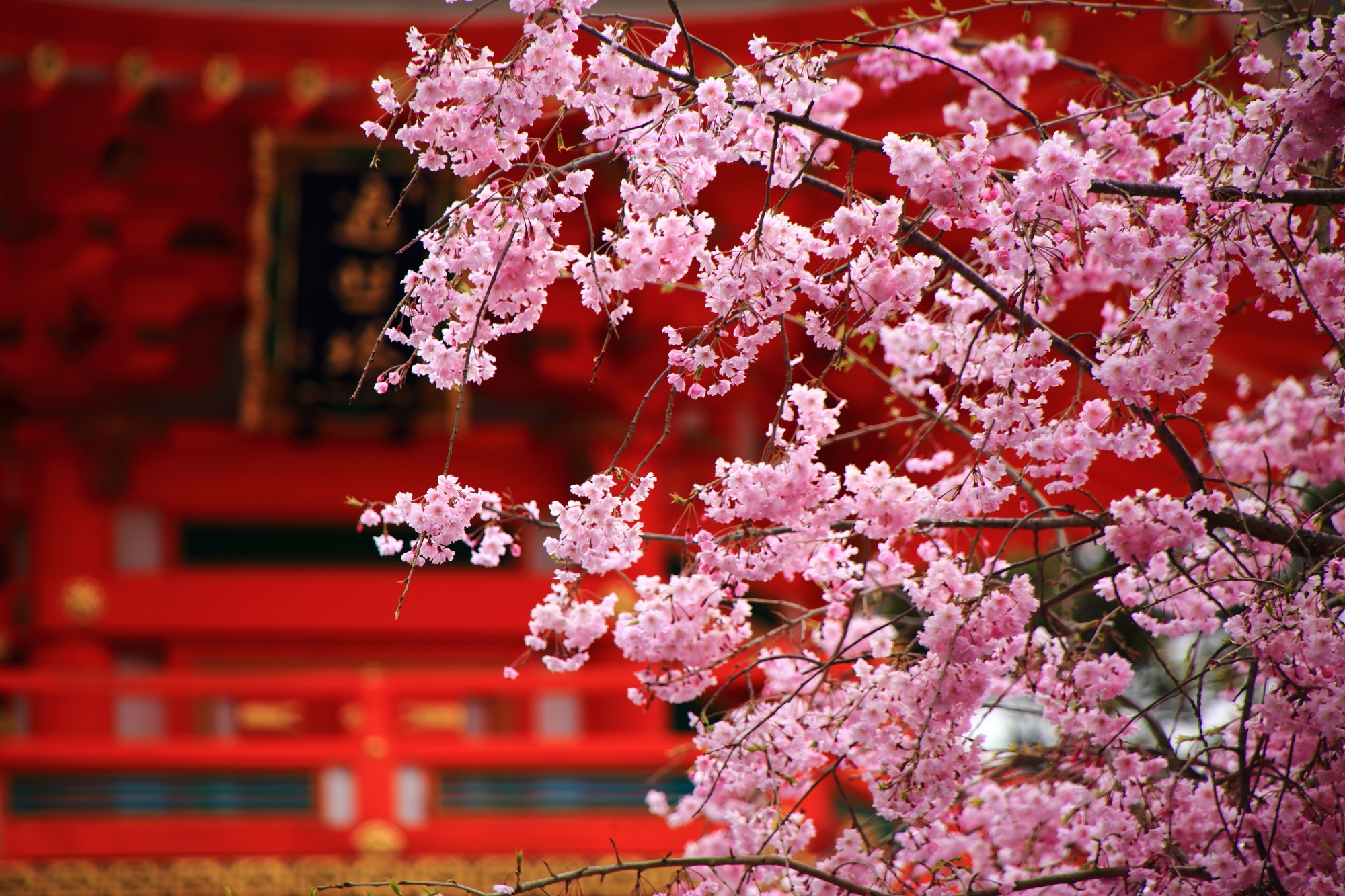 美しく優しい色合いのピンクのしだれ桜