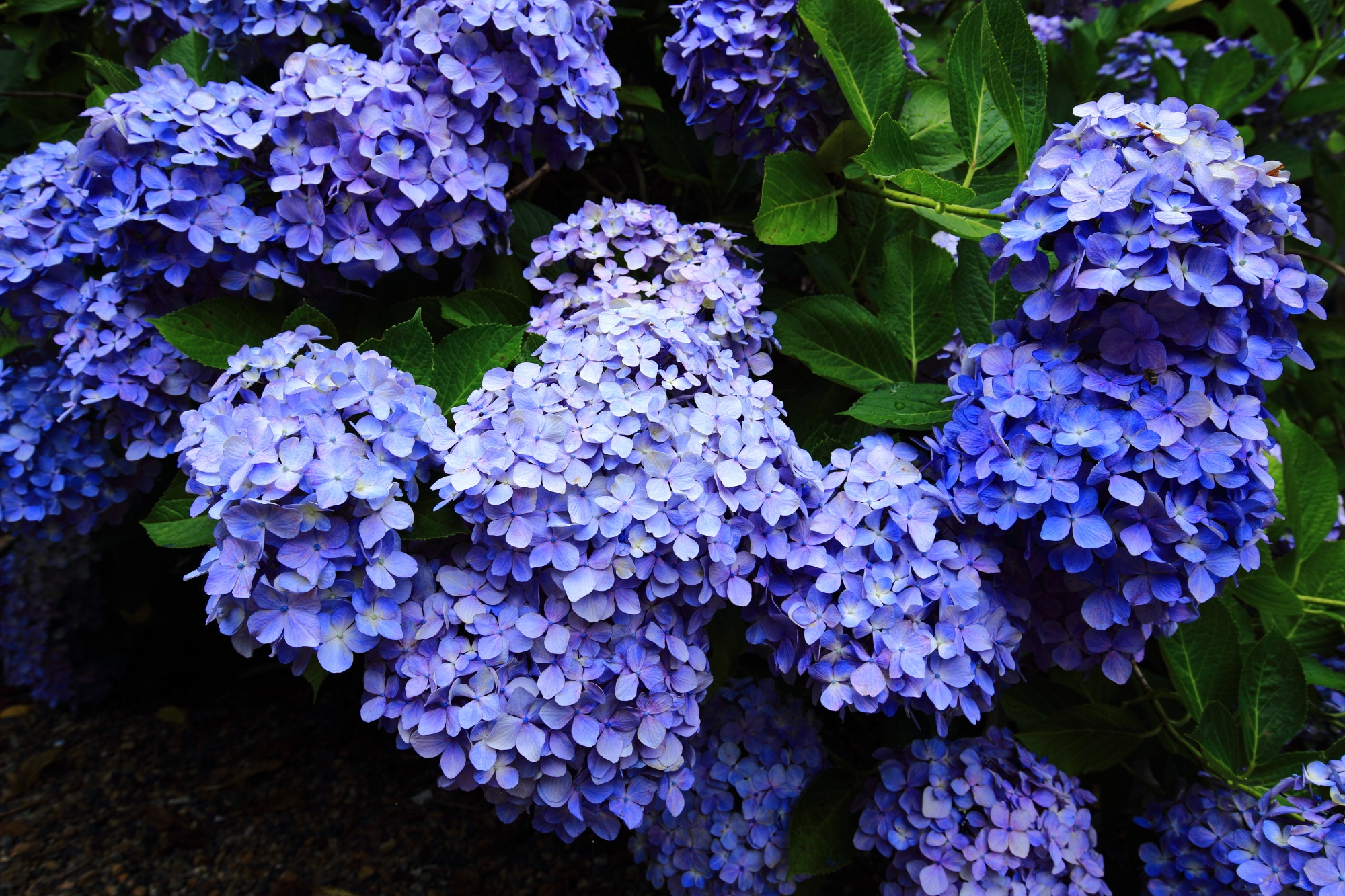 丹州観音寺の鮮やかに煌く独特の色合いの青系の紫陽花