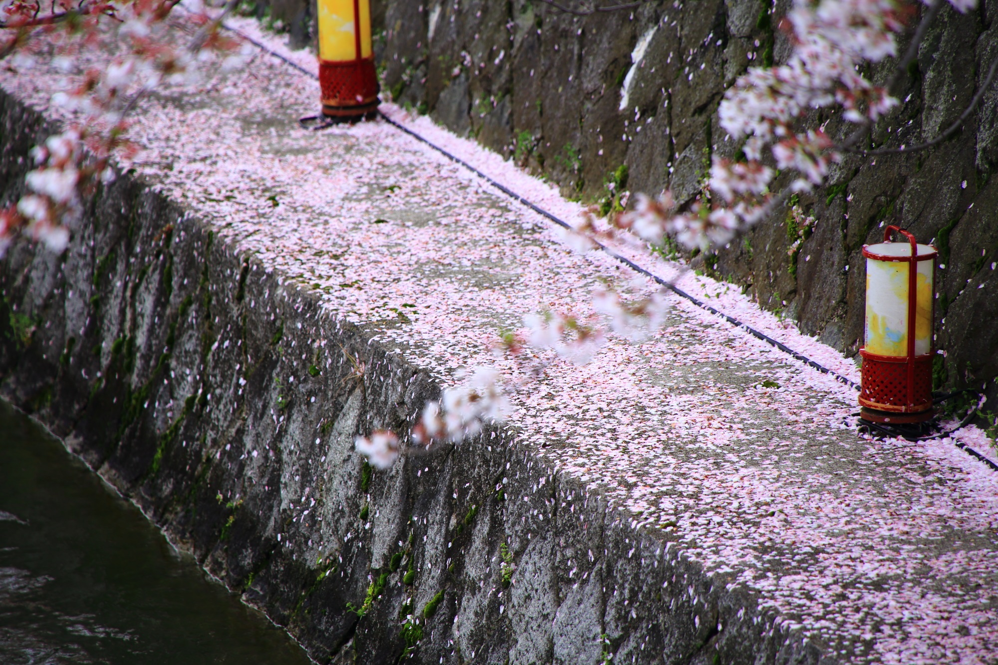 Kyoto Okazaki-sosui-River Scattered cherry blossoms