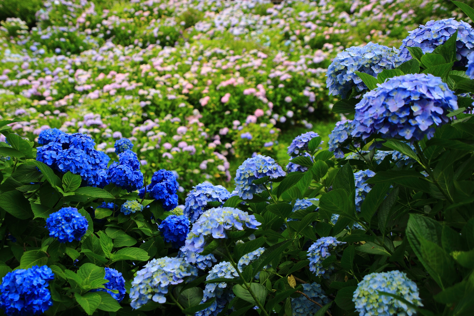 綺麗な鮮やかな青がアクセントになる舞鶴自然文化園のアジサイ園
