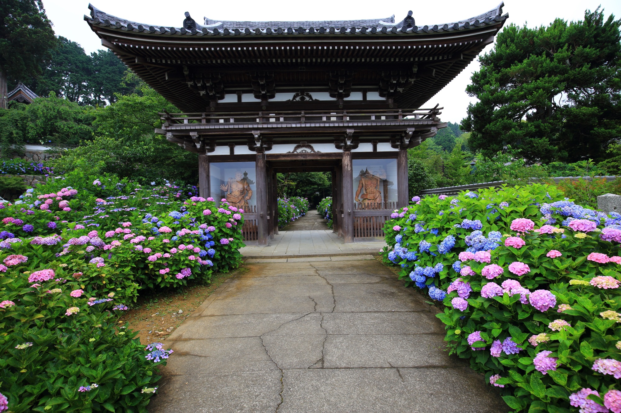 丹州観音寺の仁王門と風情ある色とりどりの紫陽花