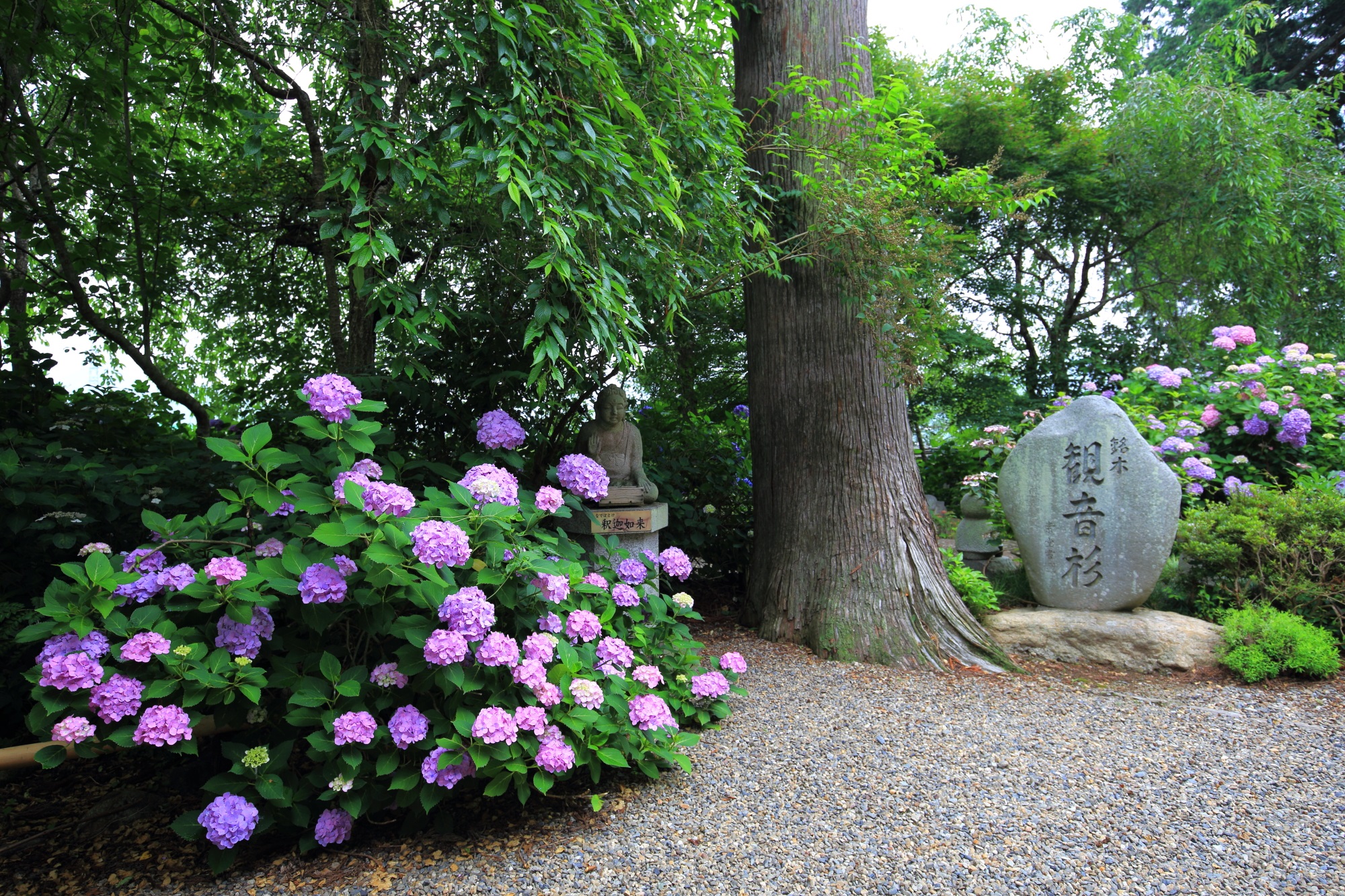 丹州観音寺の観音杉と華やかな紫陽花