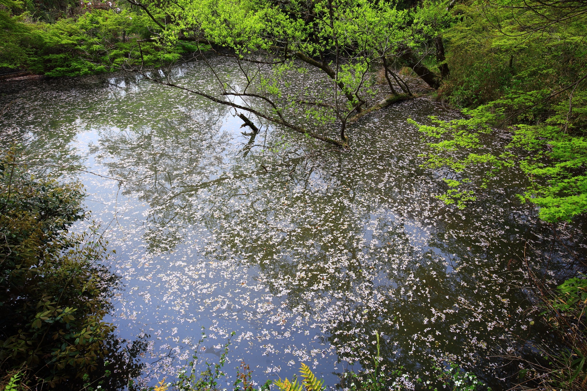 散った花びらが彩る冴野の沼の水面