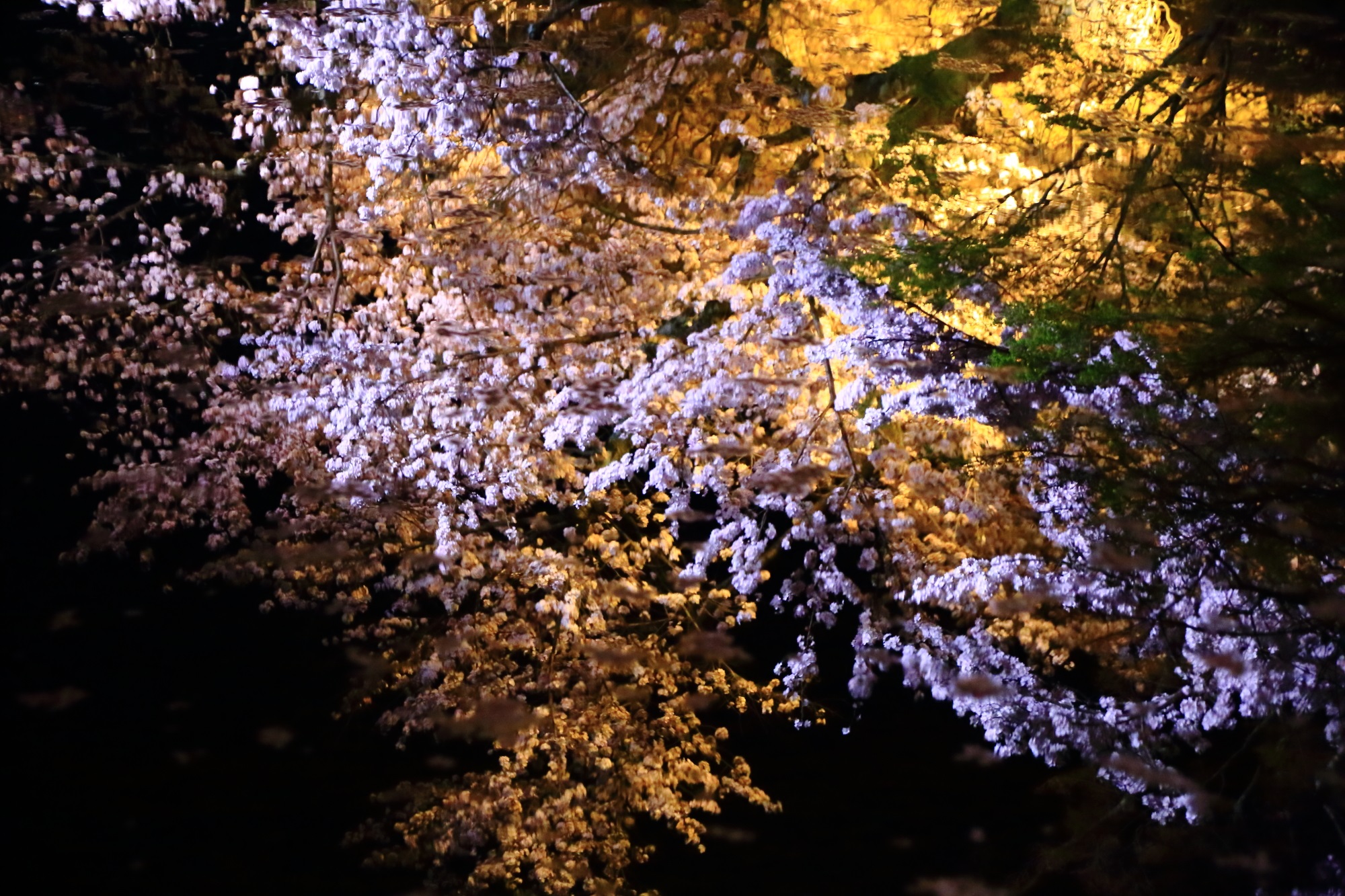 水面に浮かび上がる幻想的で華やかな清水寺の夜桜