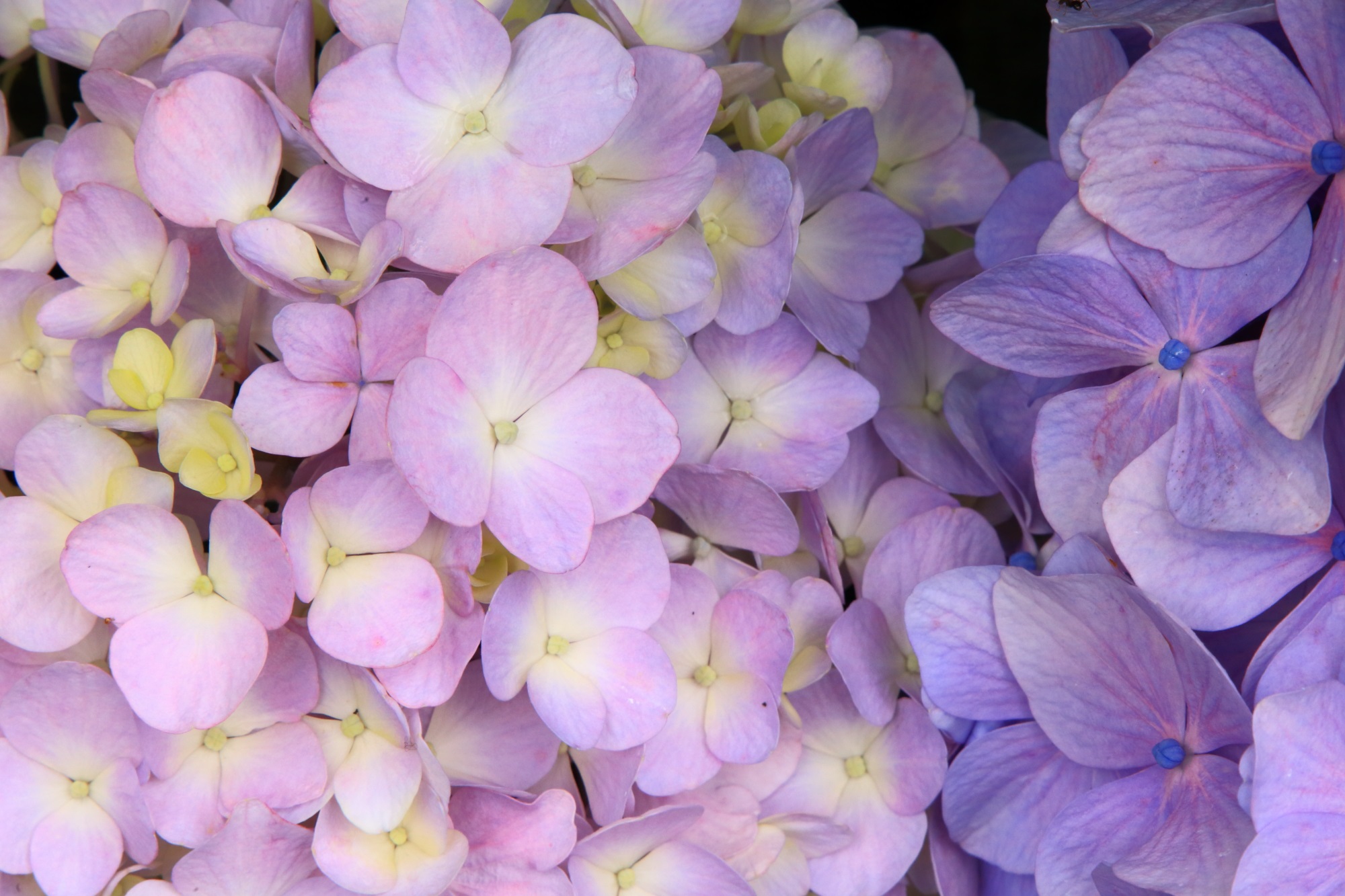ほのかな色合いの柔らかい雰囲気がする紫陽花