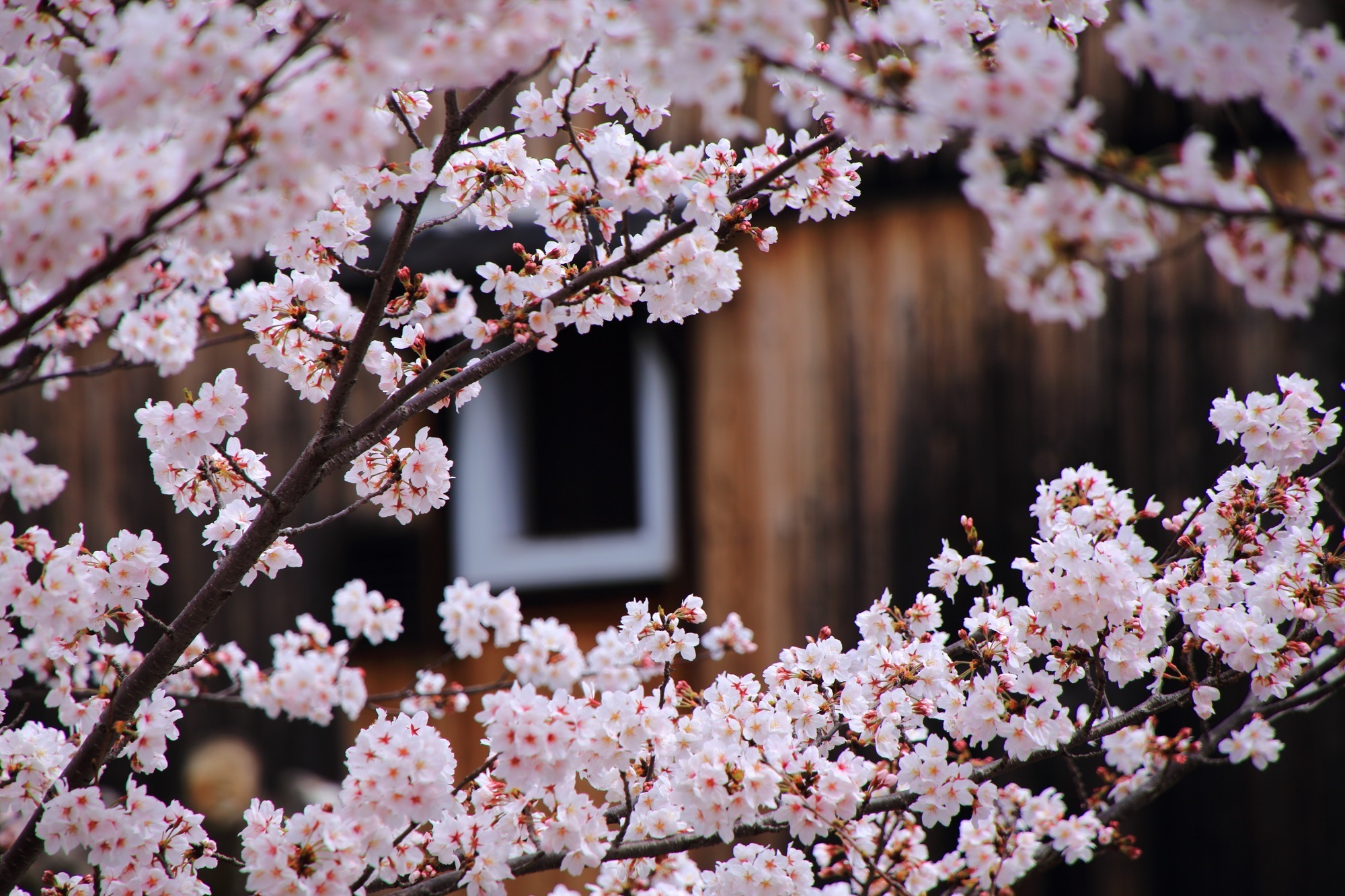 古風な建物を彩る華やかな桜