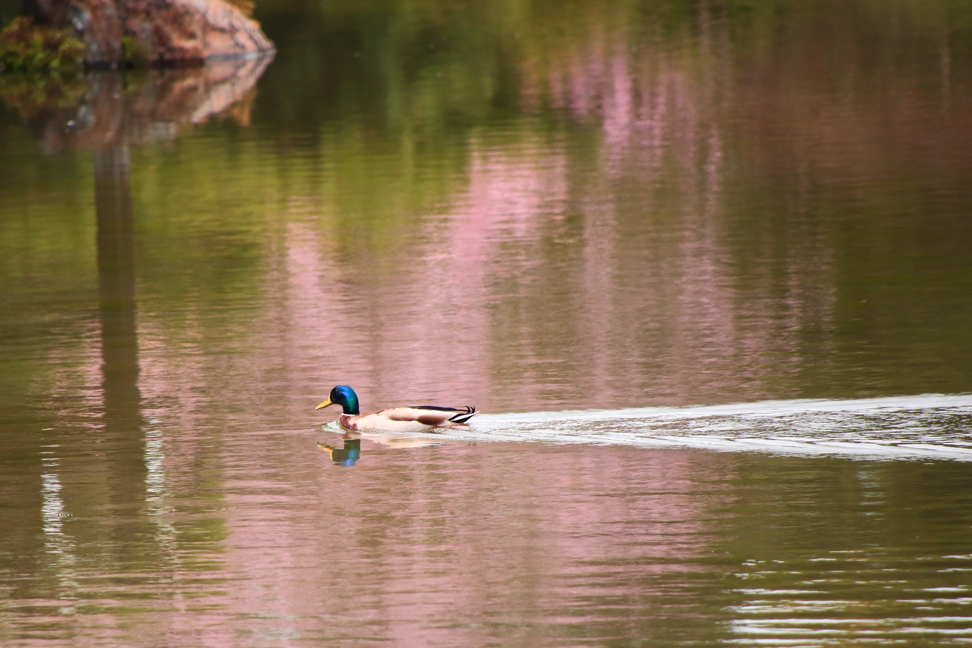 桜が映ってピンクになった池で泳ぐ鴨