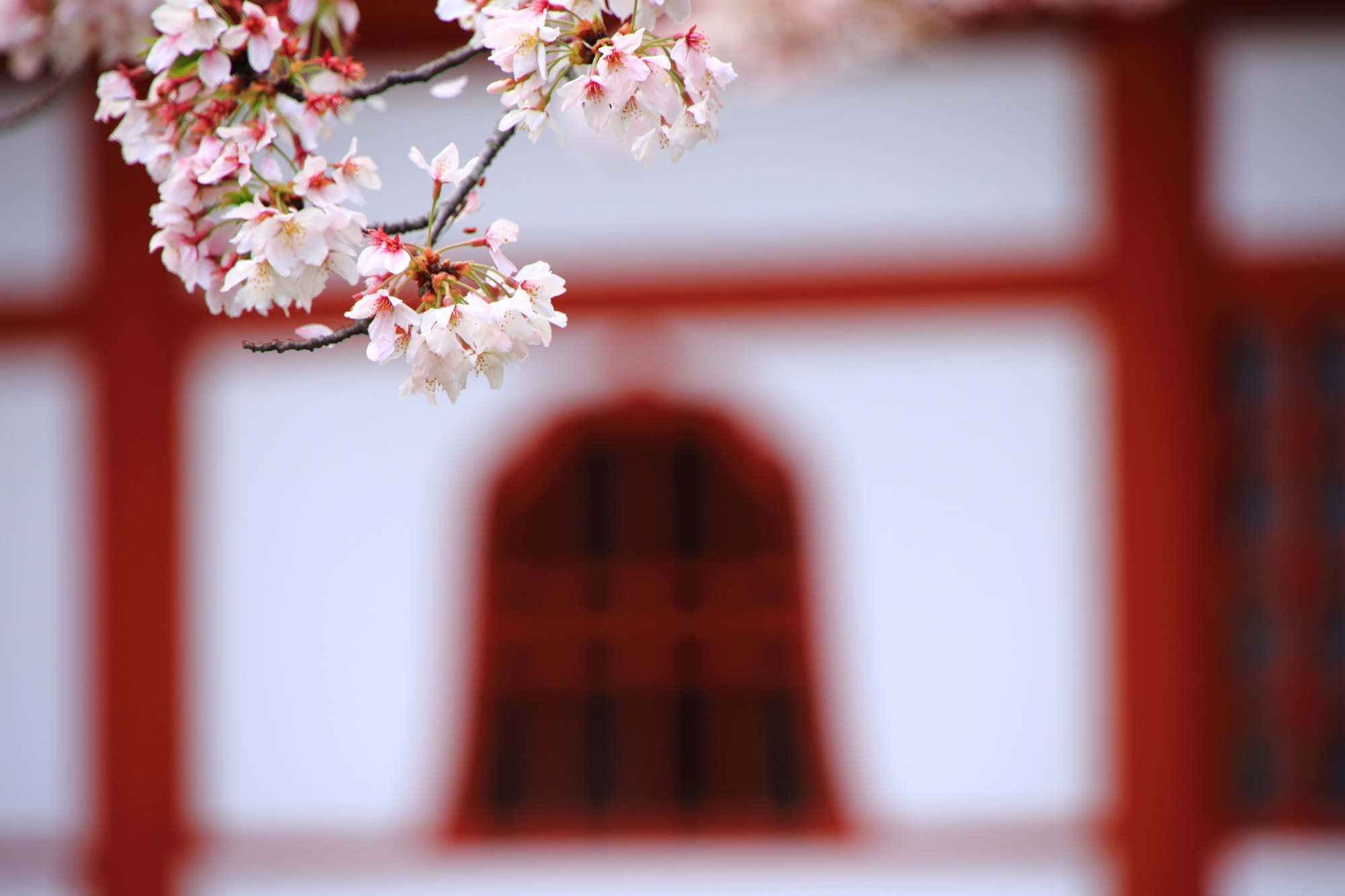 上品な白壁と朱色の柱と窓に映える春色の桜