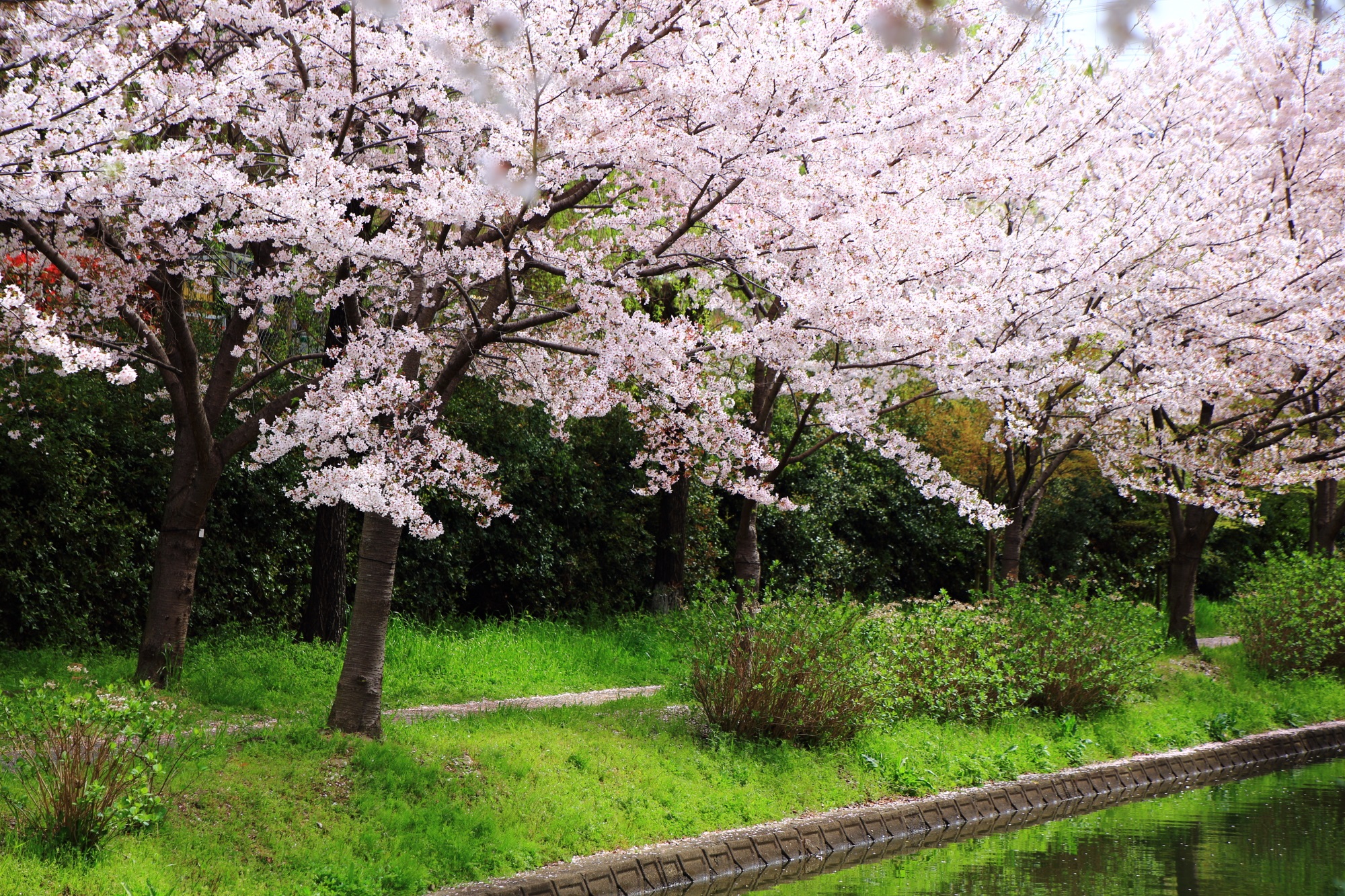 水と緑に映える豪快な桜並木