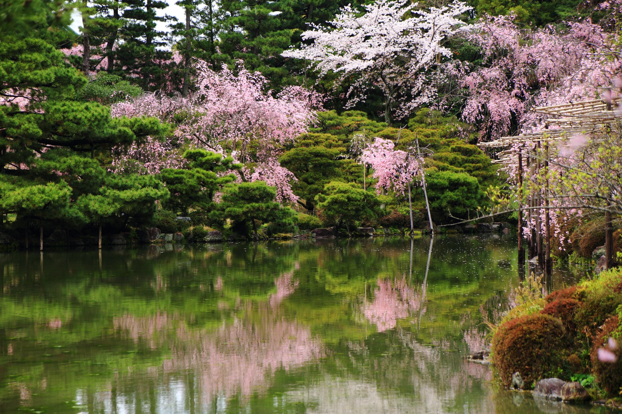 東神苑の水辺で華やぐピンクや白の満開の桜