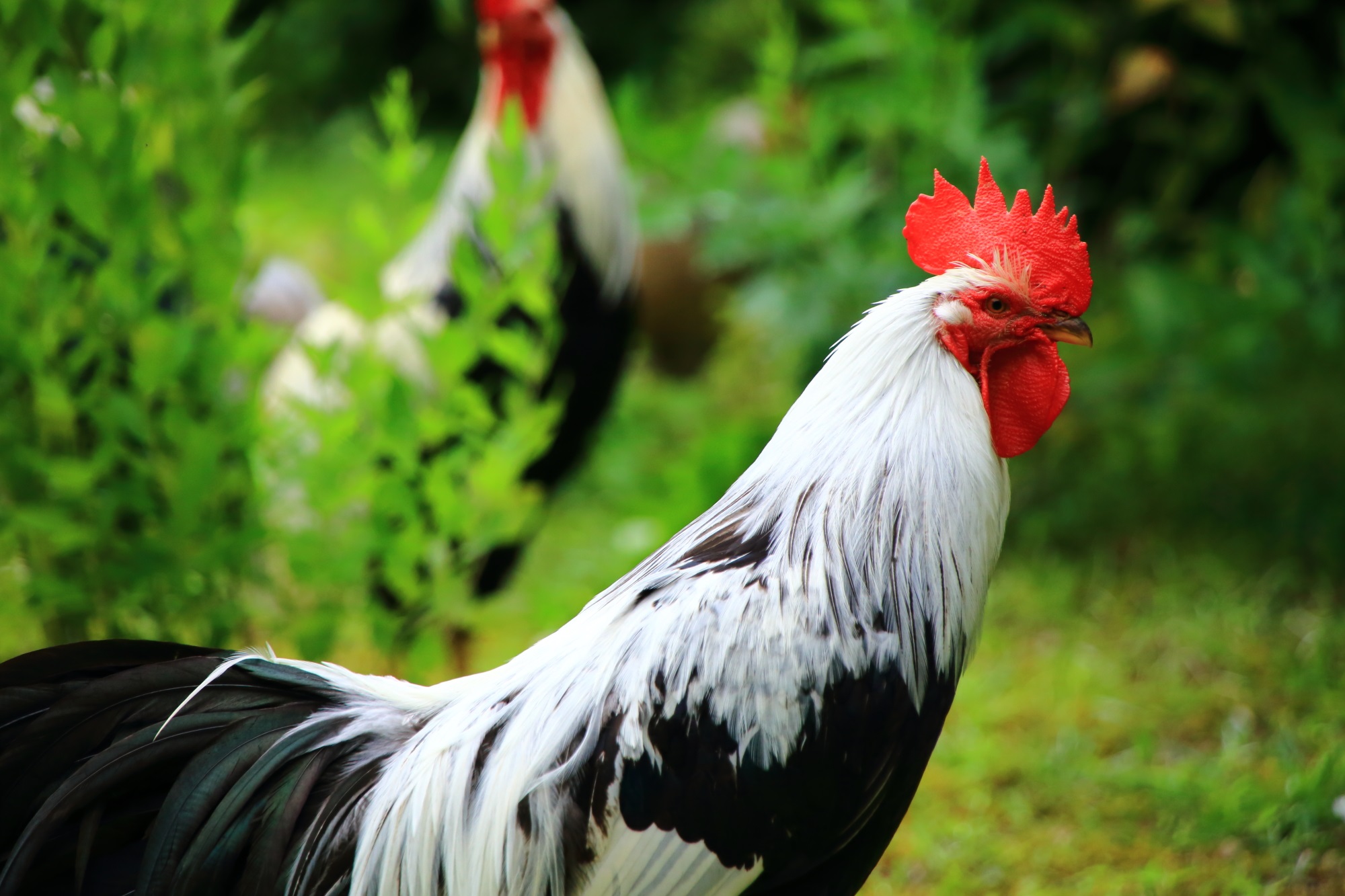 特に突っついてこない丹州観音寺の赤い立派な鶏冠（とさか）のニワトリ