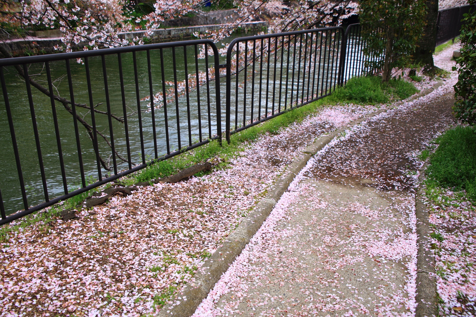 水辺の見事な散り桜