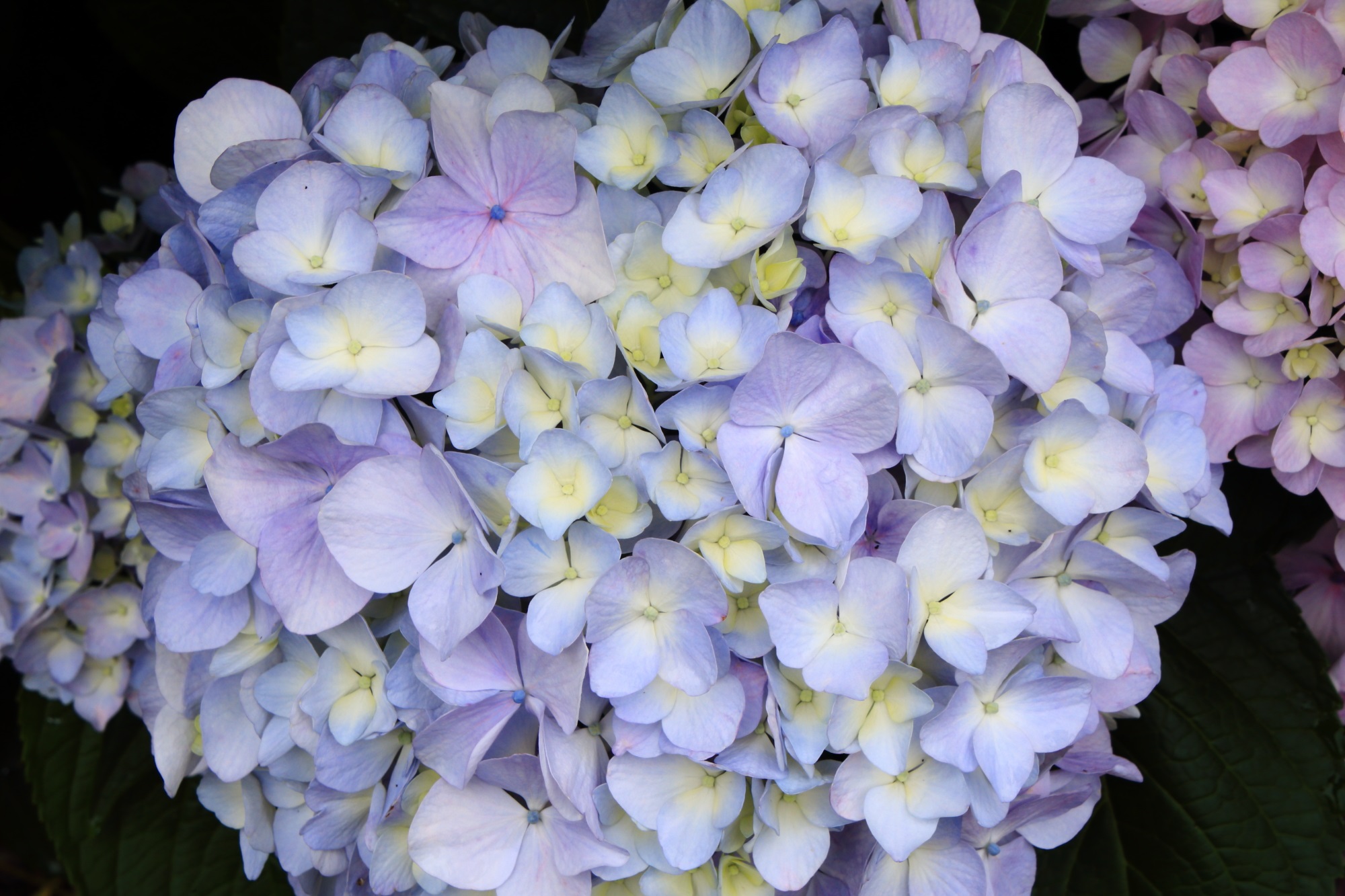 紫の花が混ざった淡い水色の紫陽花
