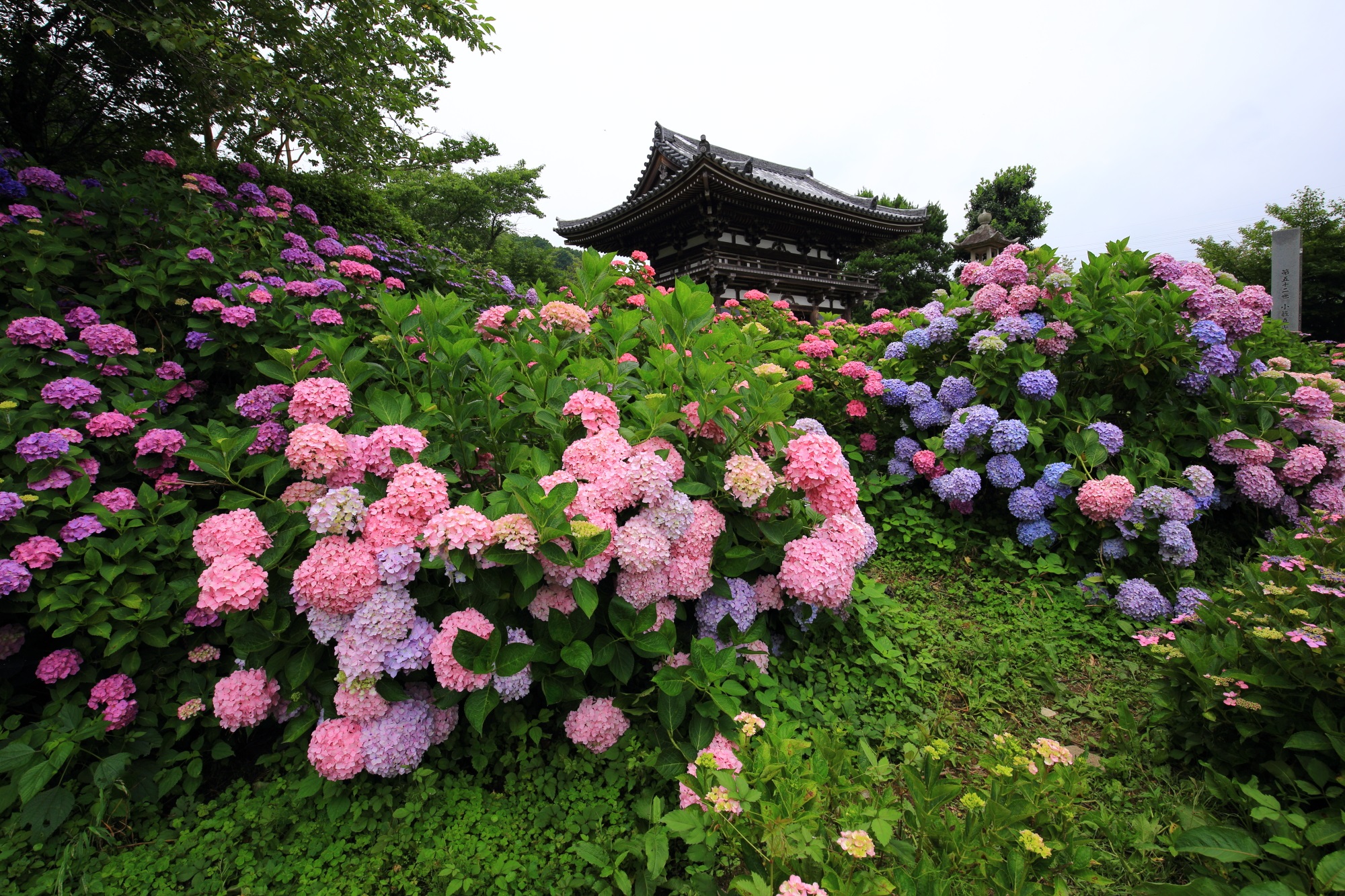 仁王門と紫陽花の丹州観音寺の絵になる初夏の風景