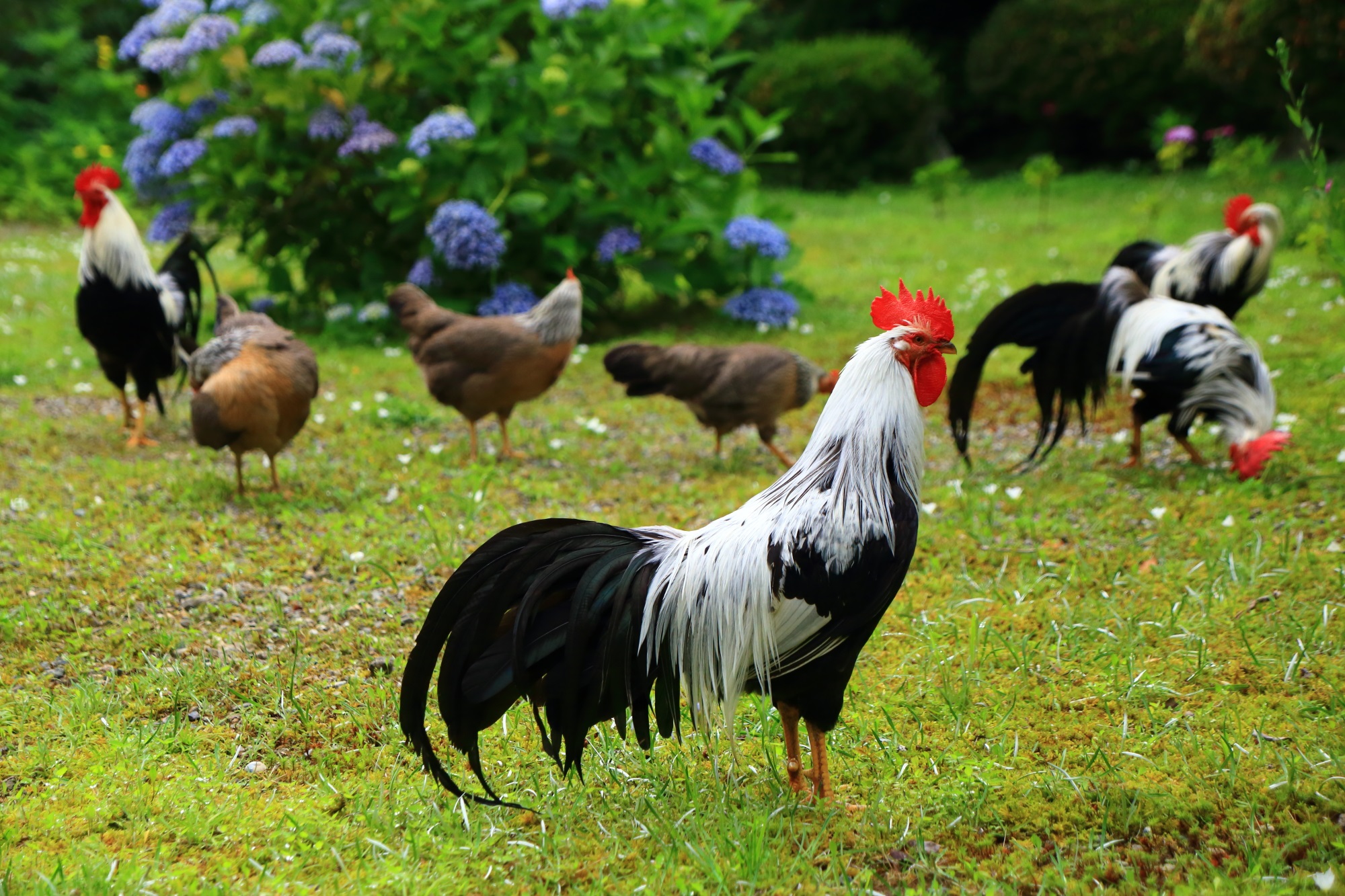 丹州観音寺のたまにコケコッコーって大きな声で鳴く鶏
