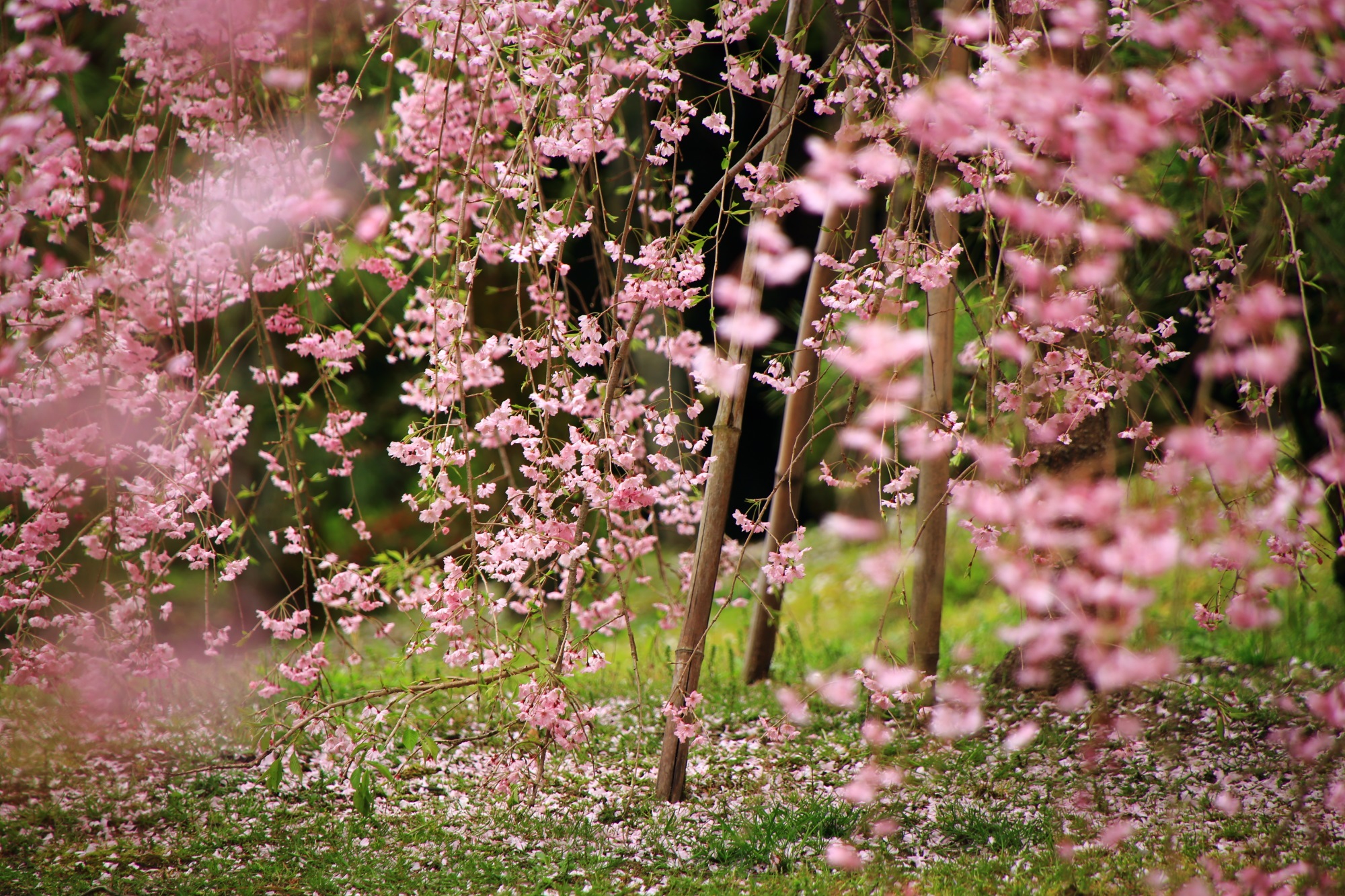 元々のポテンシャルが高い見事な桜