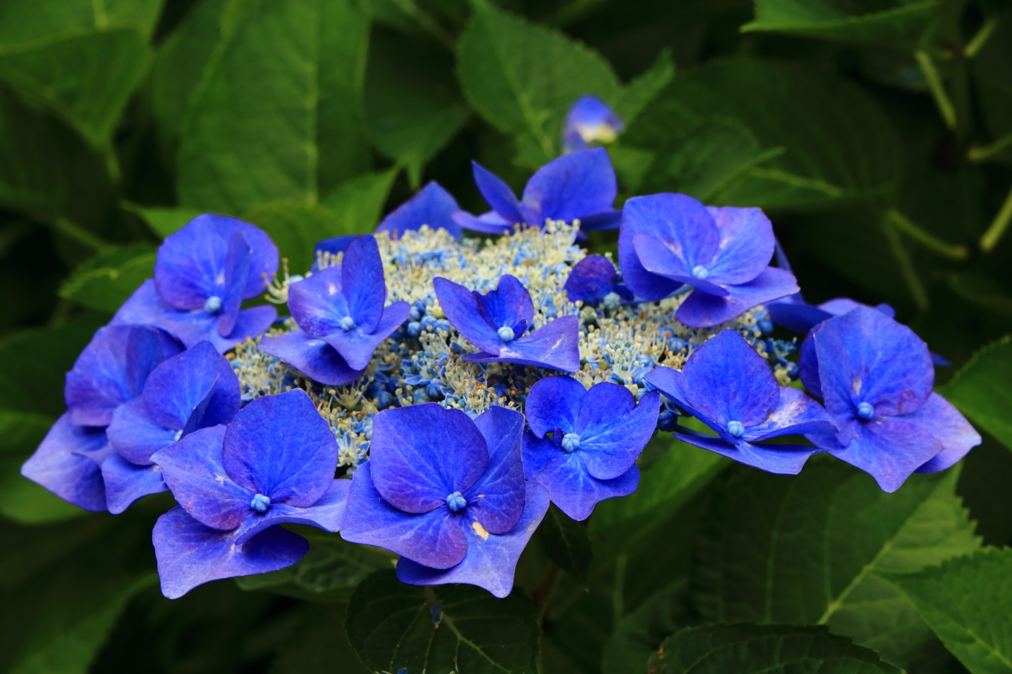舞鶴自然文化園の艶やかな色合いの青系の額紫陽花