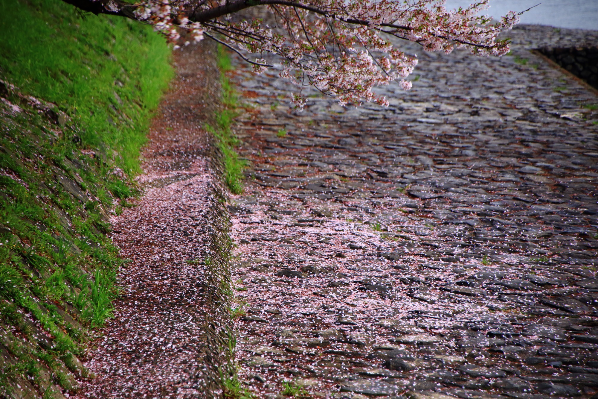 桜の木の下の見事なピンクの絨毯