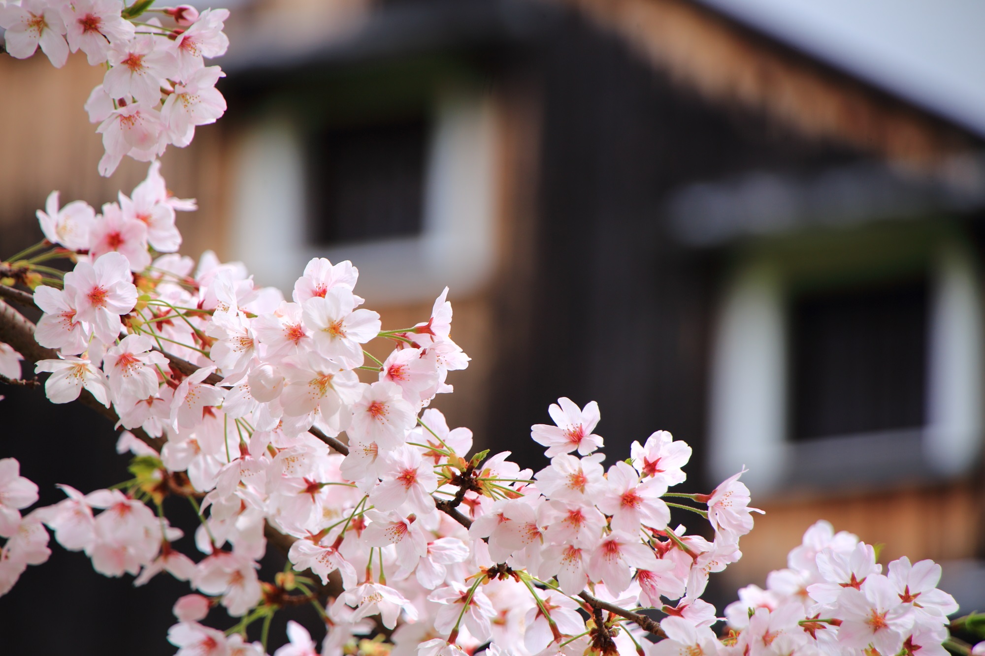 酒蔵の街を彩る見事な桜