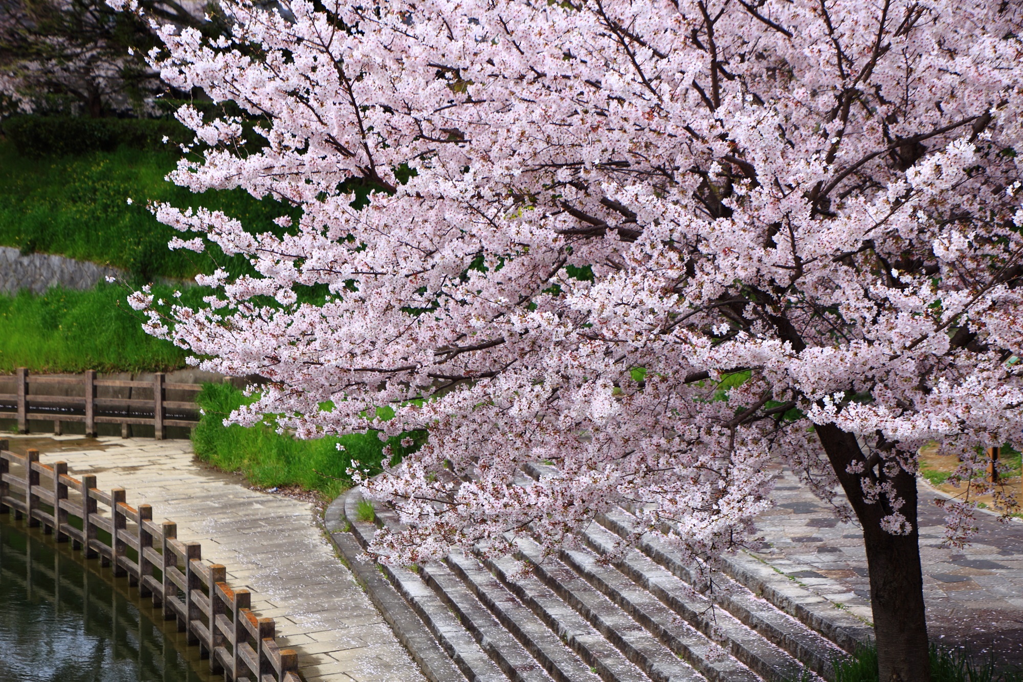 伏見であい橋から眺めた溢れんばかりの桜