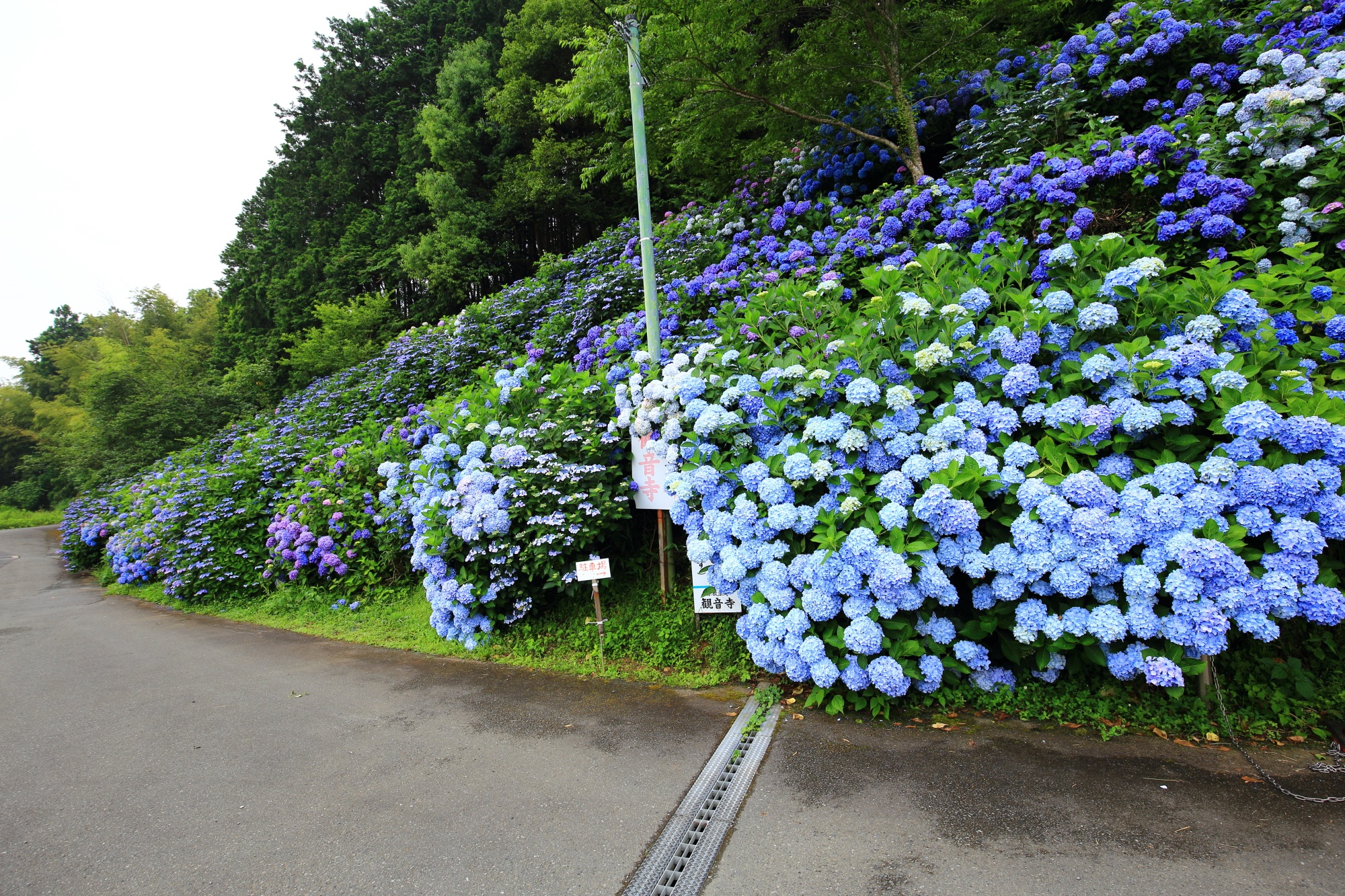 いきなり紫陽花で溢れる福知山にある丹州観音寺