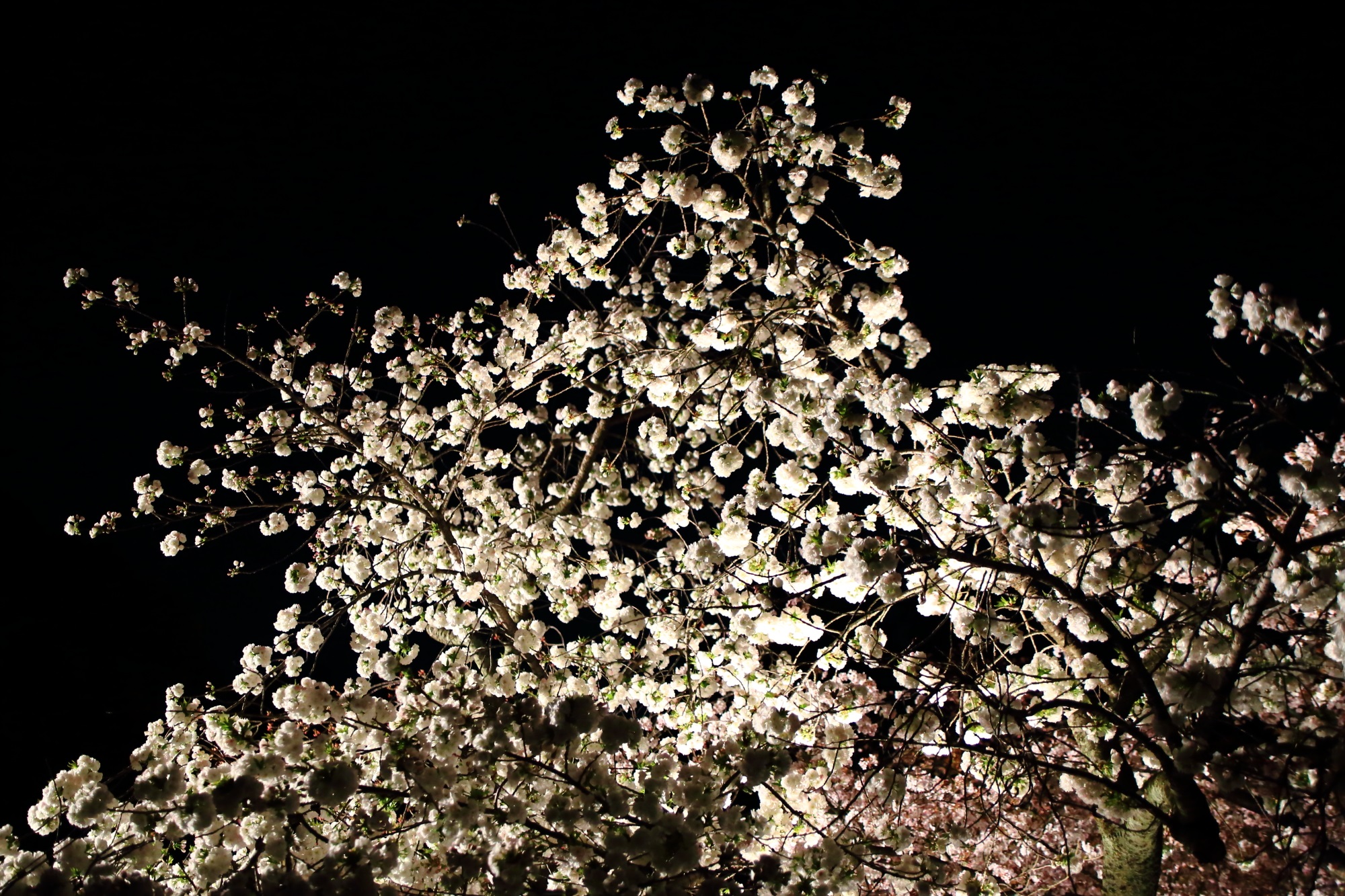 夜空を覆うモコモコふわふわした八重桜
