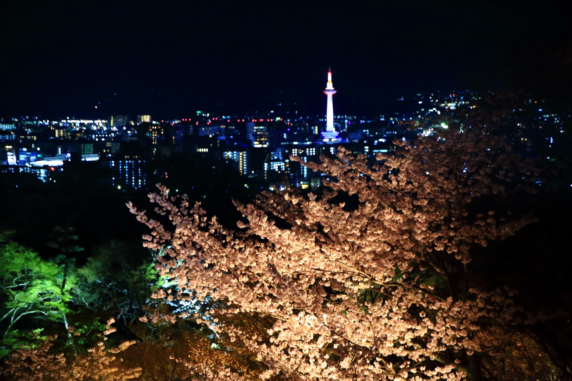 三重塔付近から眺めた京都市街と京都タワーの夜景を背景にした満開の夜桜