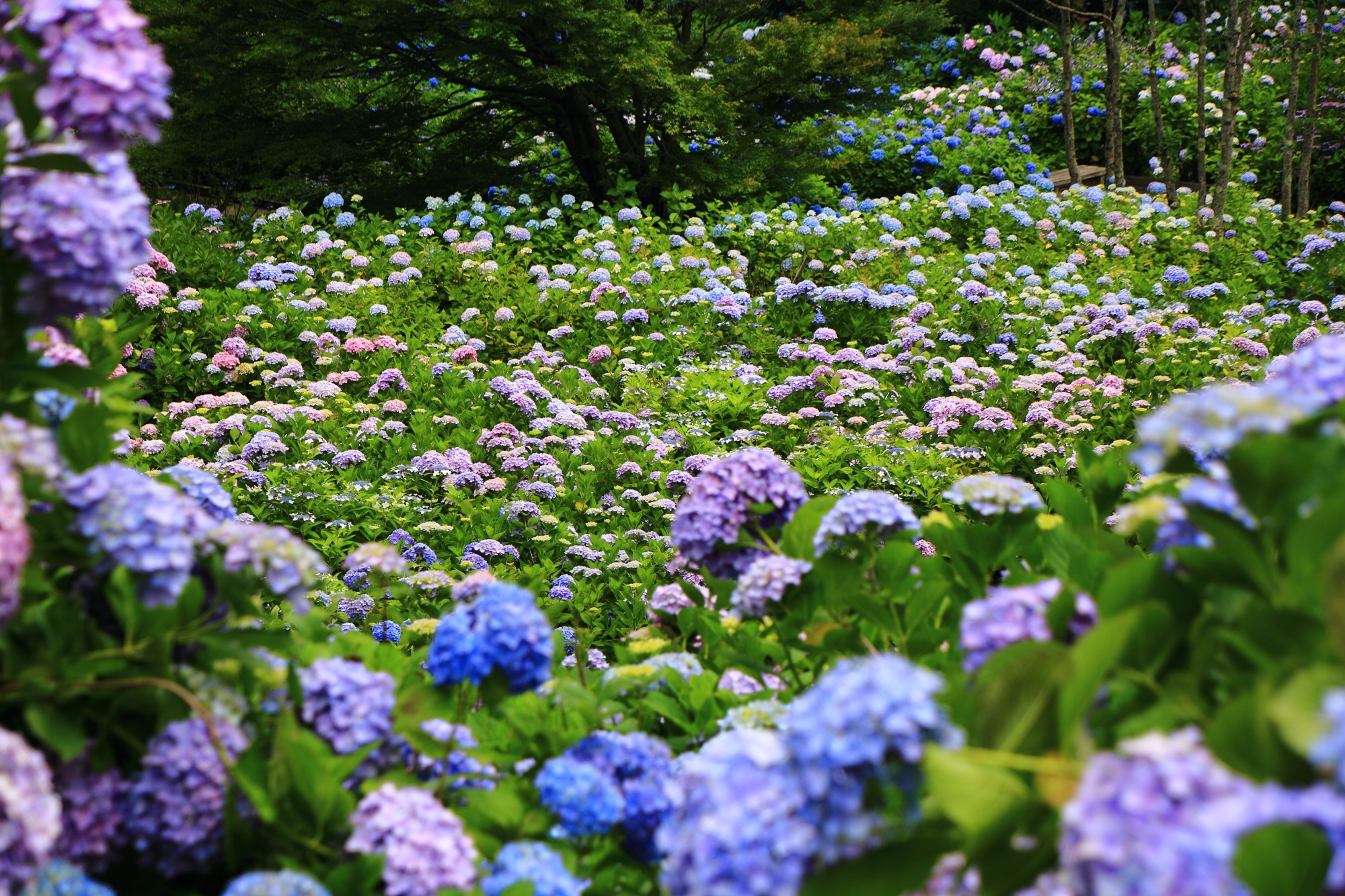 ６月の舞鶴自然文化園の豪華な彩り