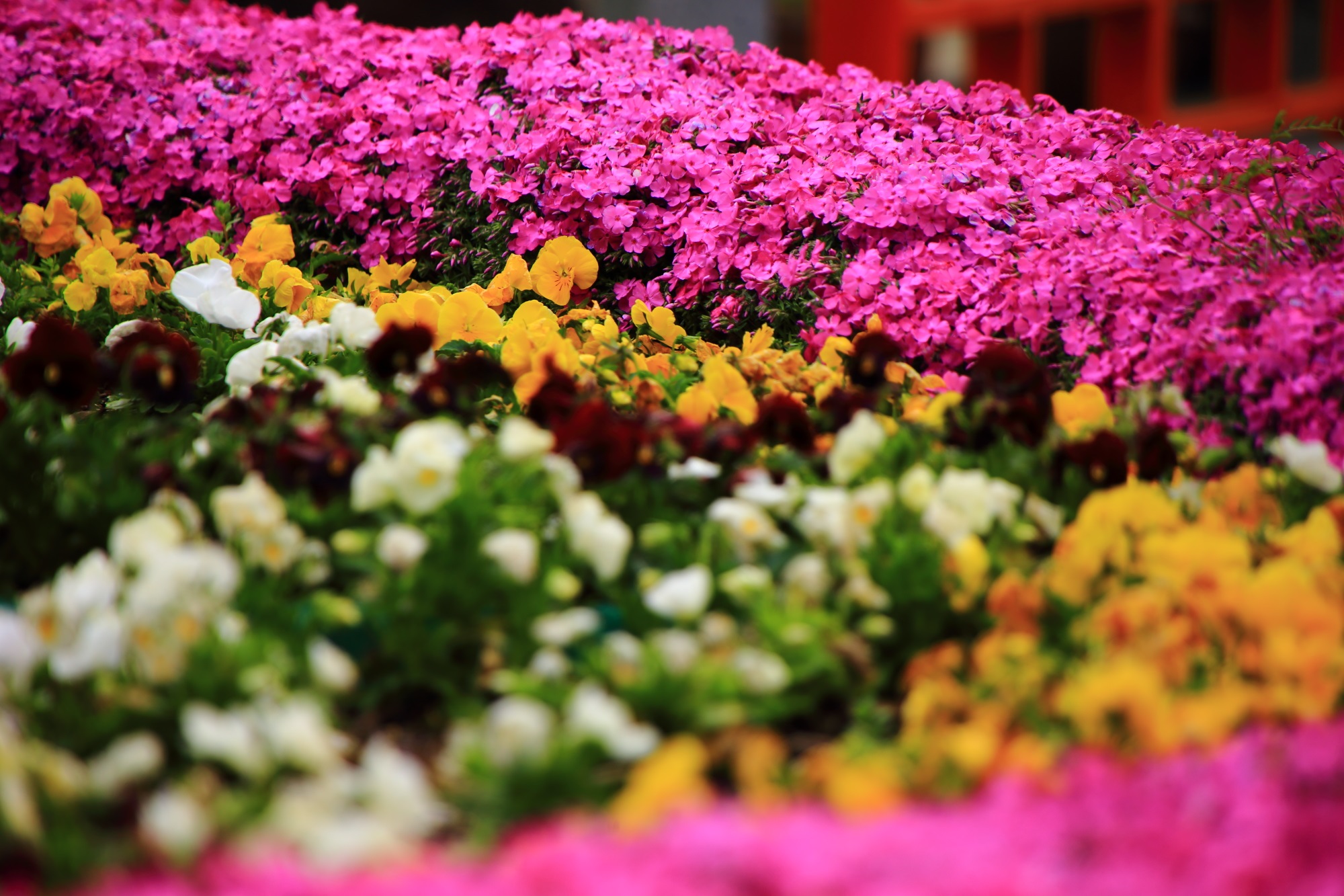 色とりどりの花々で溢れる正法寺の花壇
