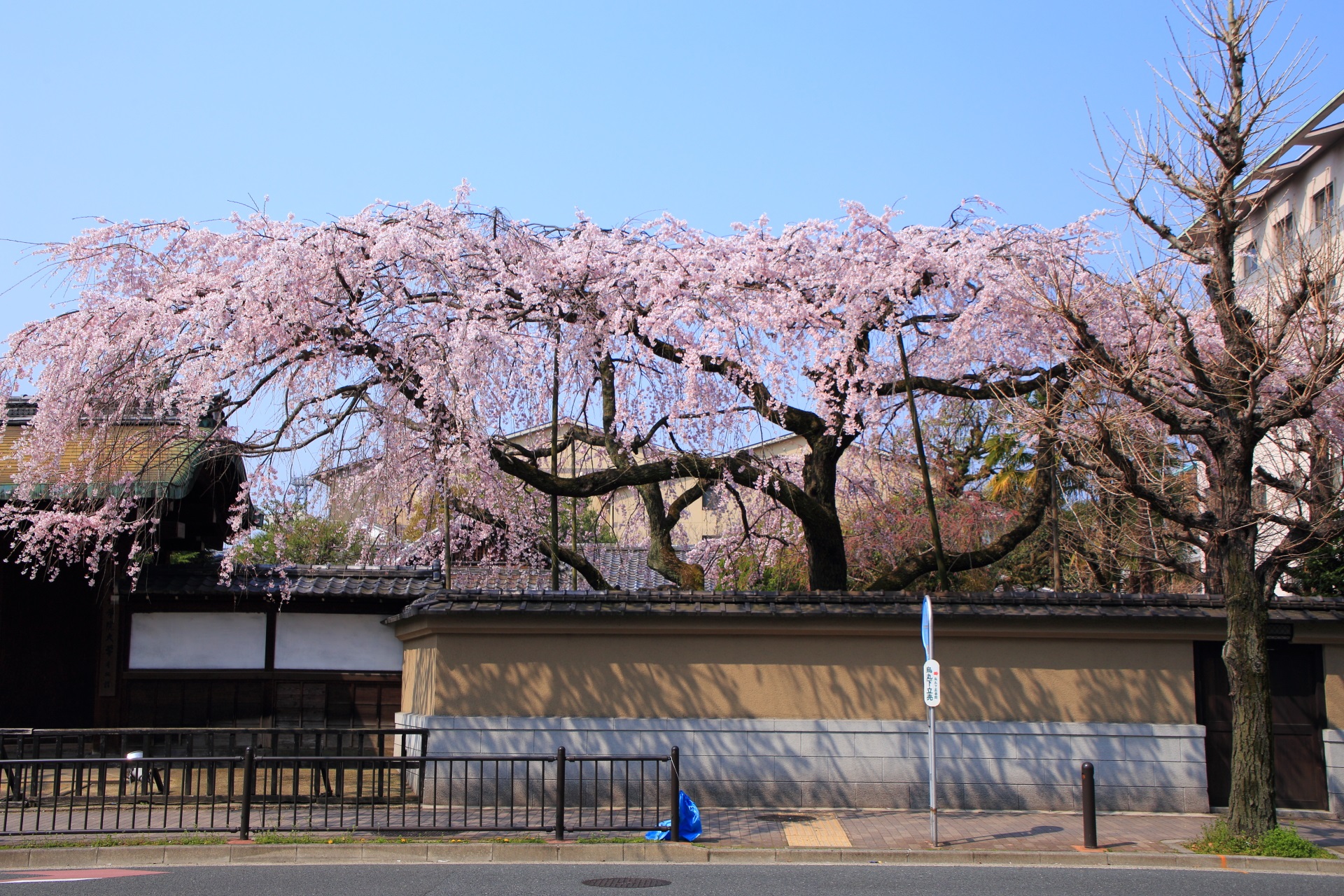 平安女学院 有栖館の烏丸通越しに眺める優雅なしだれ桜