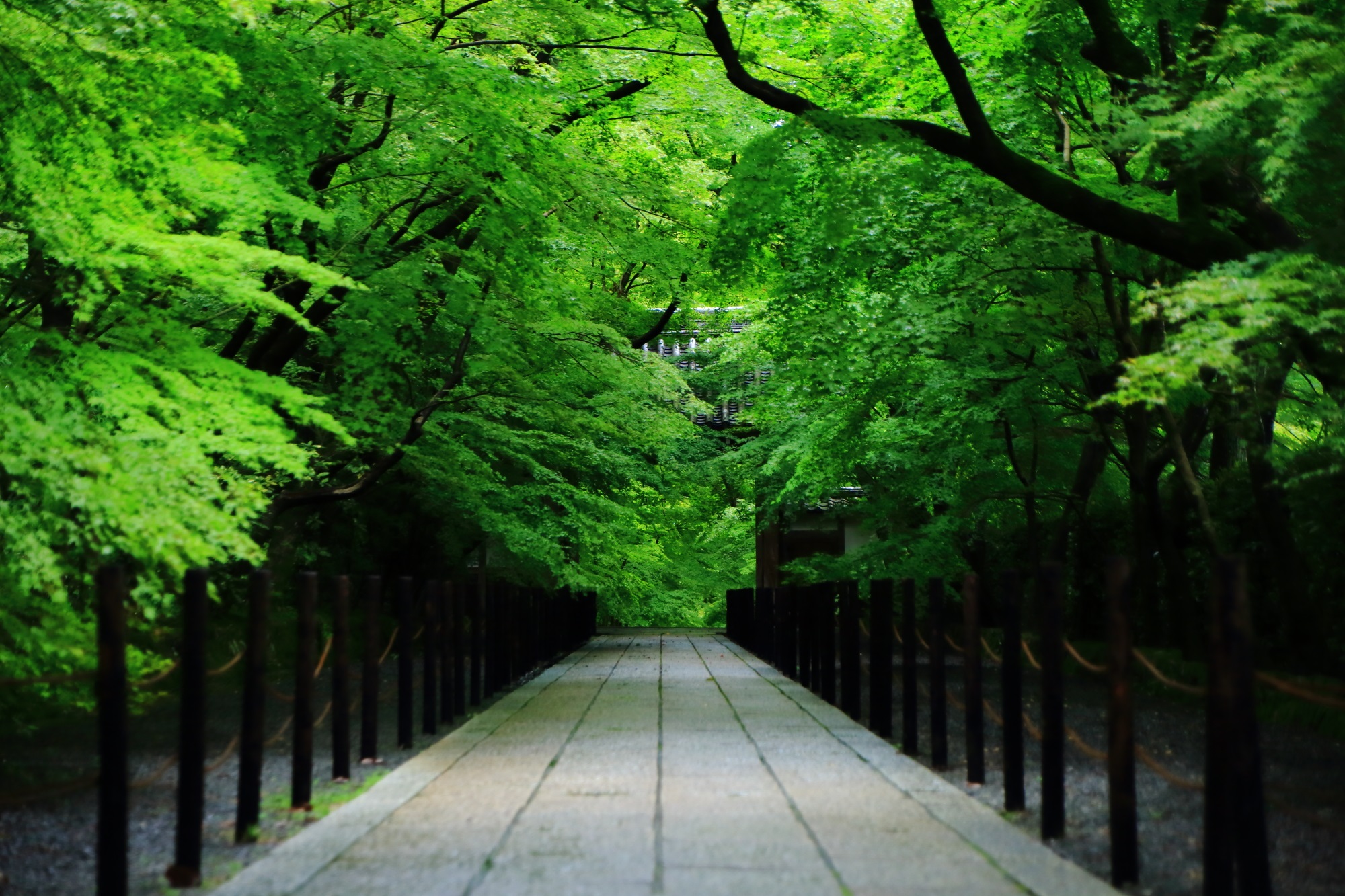 光明寺の美しい緑のもみじ参道