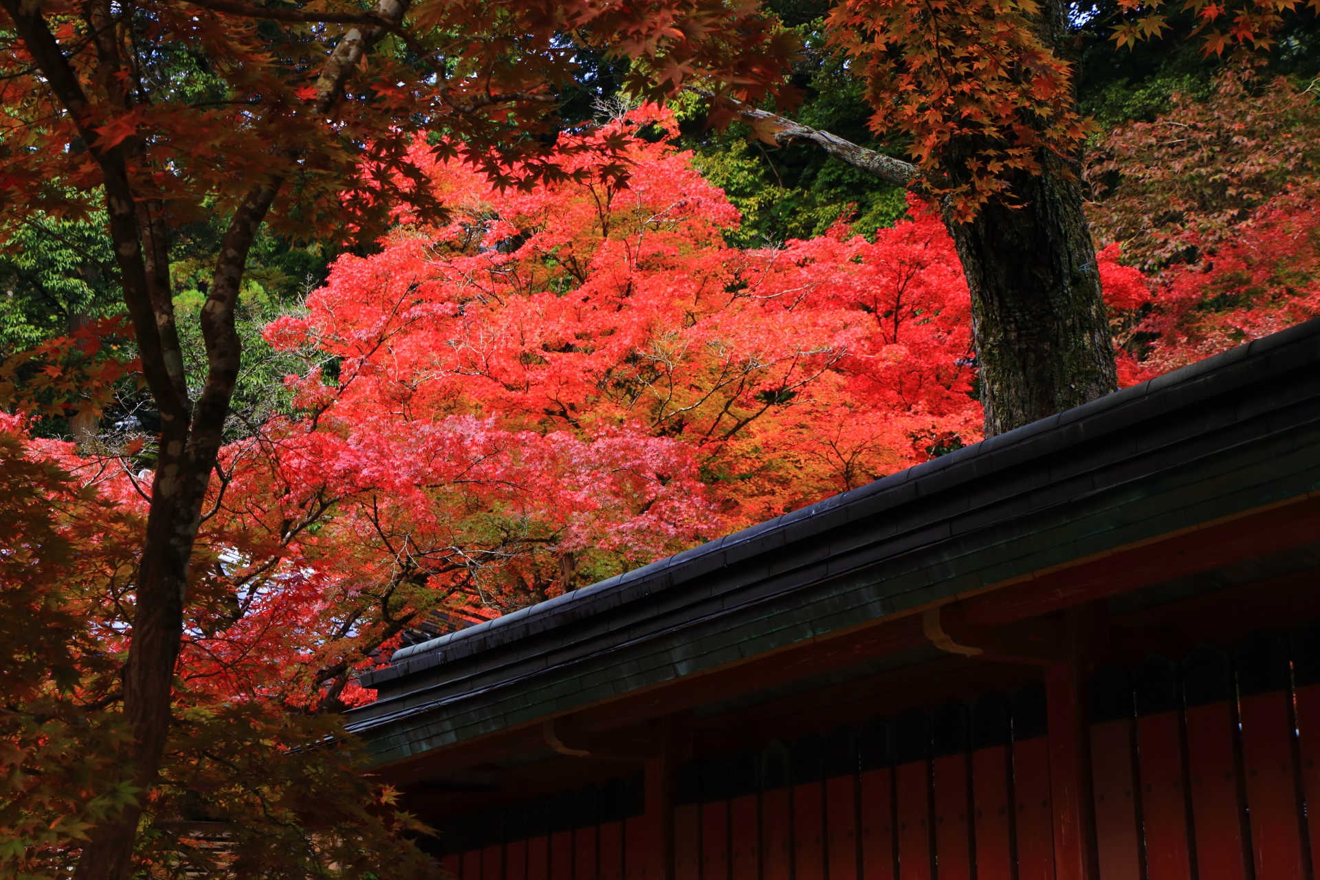 Kyoto Jingo-ji Tempel colored leaves
