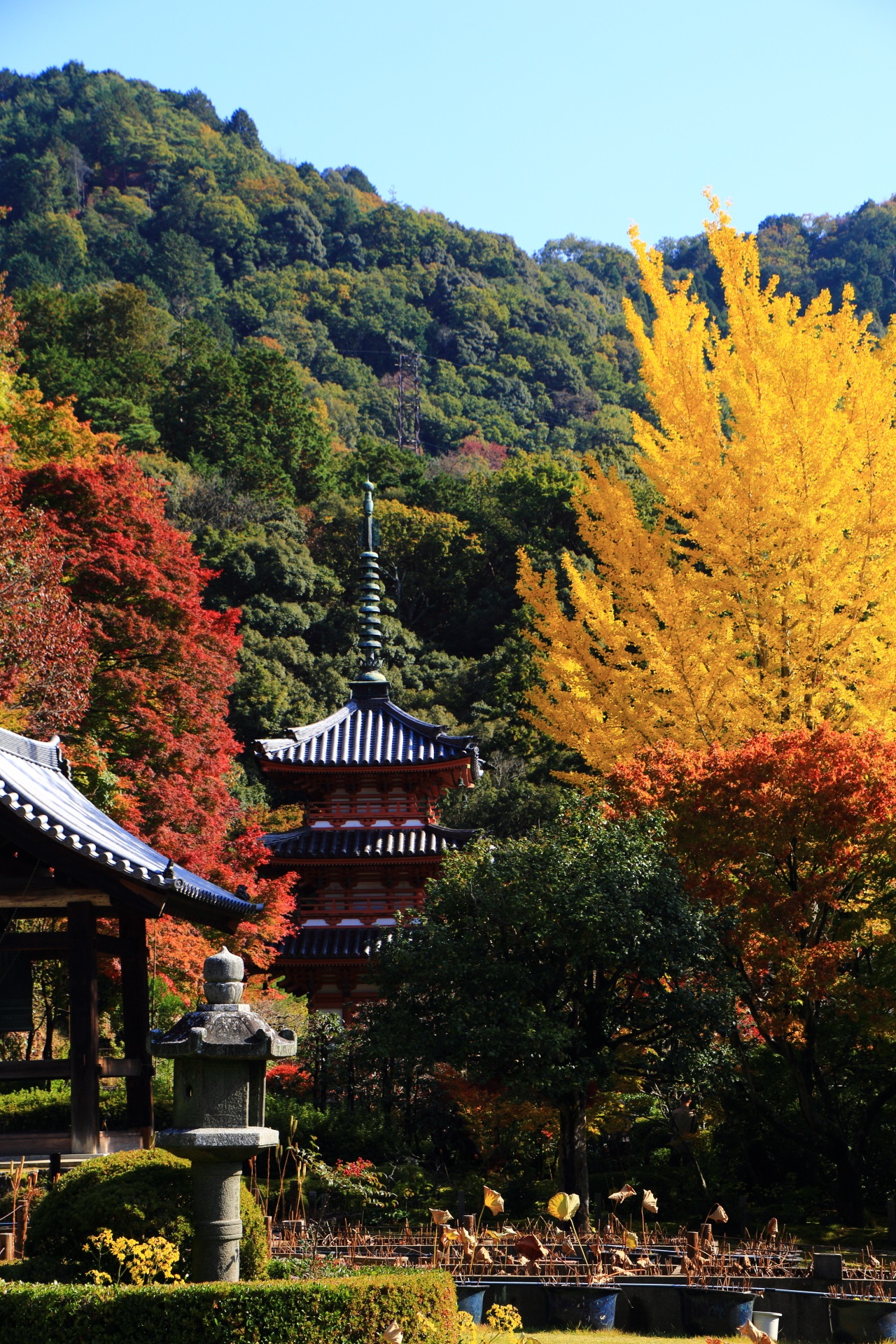 Kyoto Uji Mimuroto-ji Temple autumn leaves and ginkgo