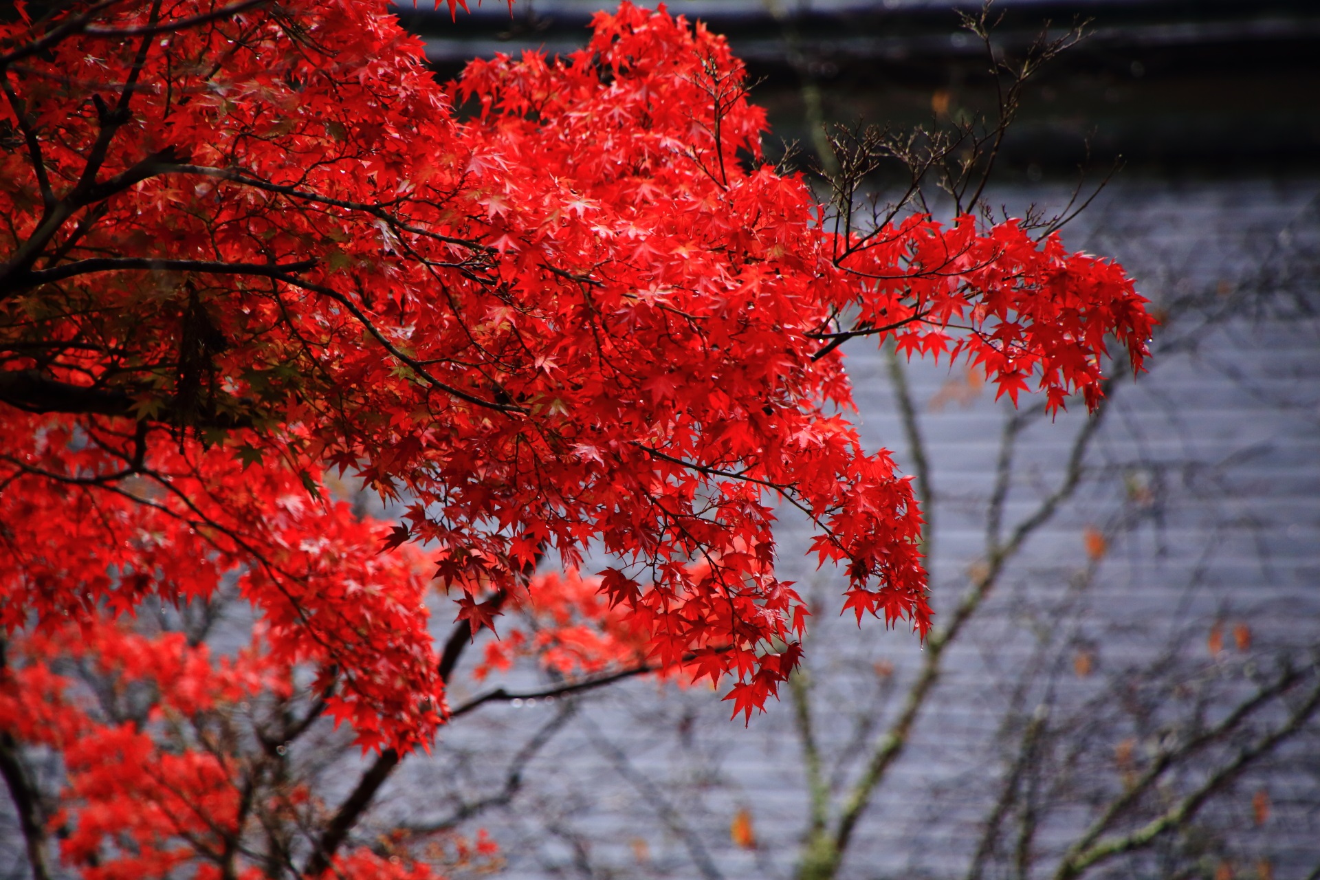冷たい秋風の中で揺らめく雨上がりの美しすぎる紅葉