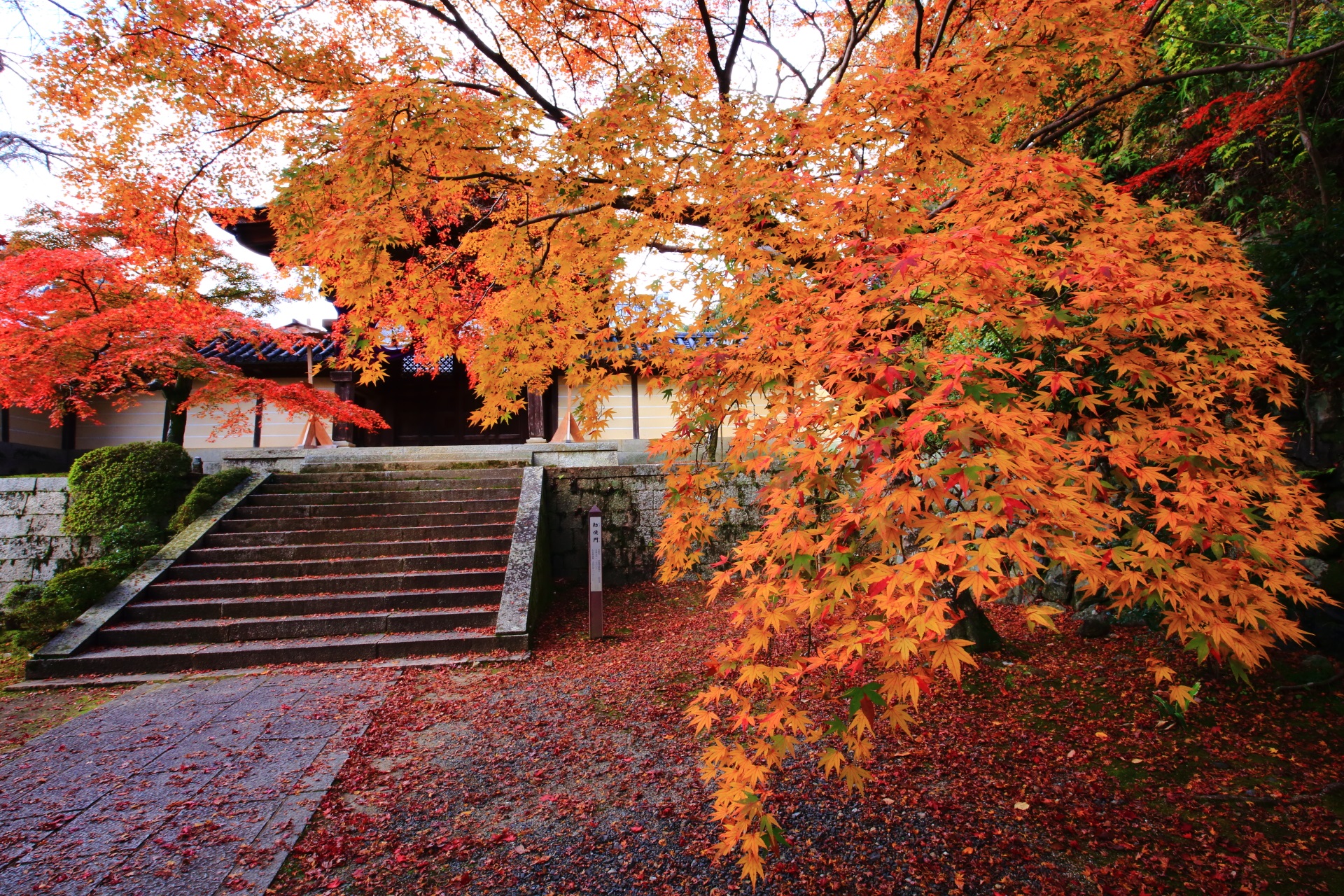 洛西の紅葉の名所　もみじの溢れる秋の光明寺