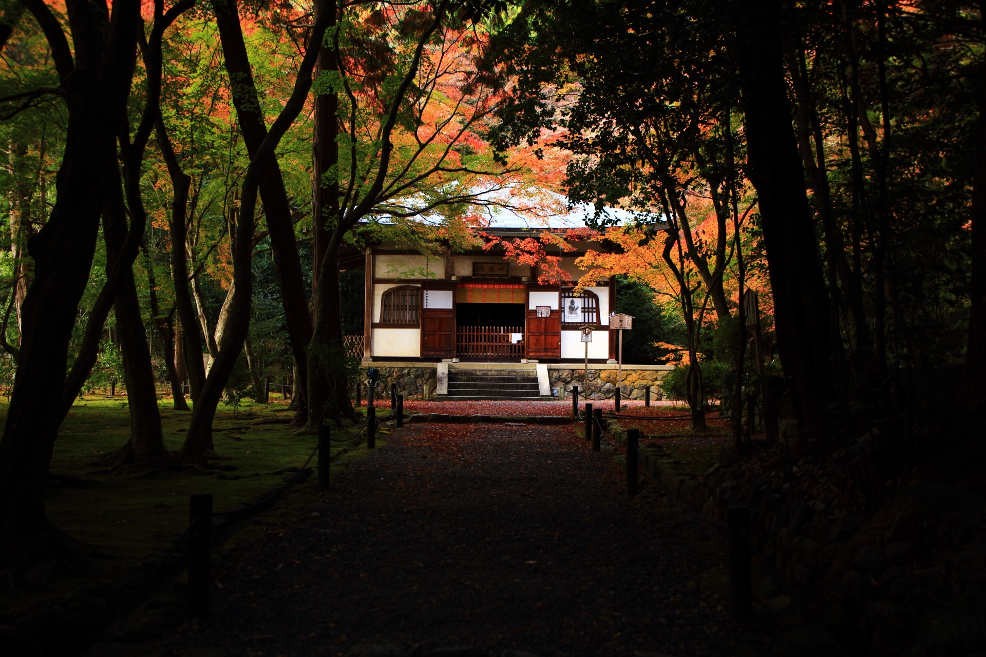 もみじと竹の華やぐ地蔵院　淡い彩りの秋の竹の寺