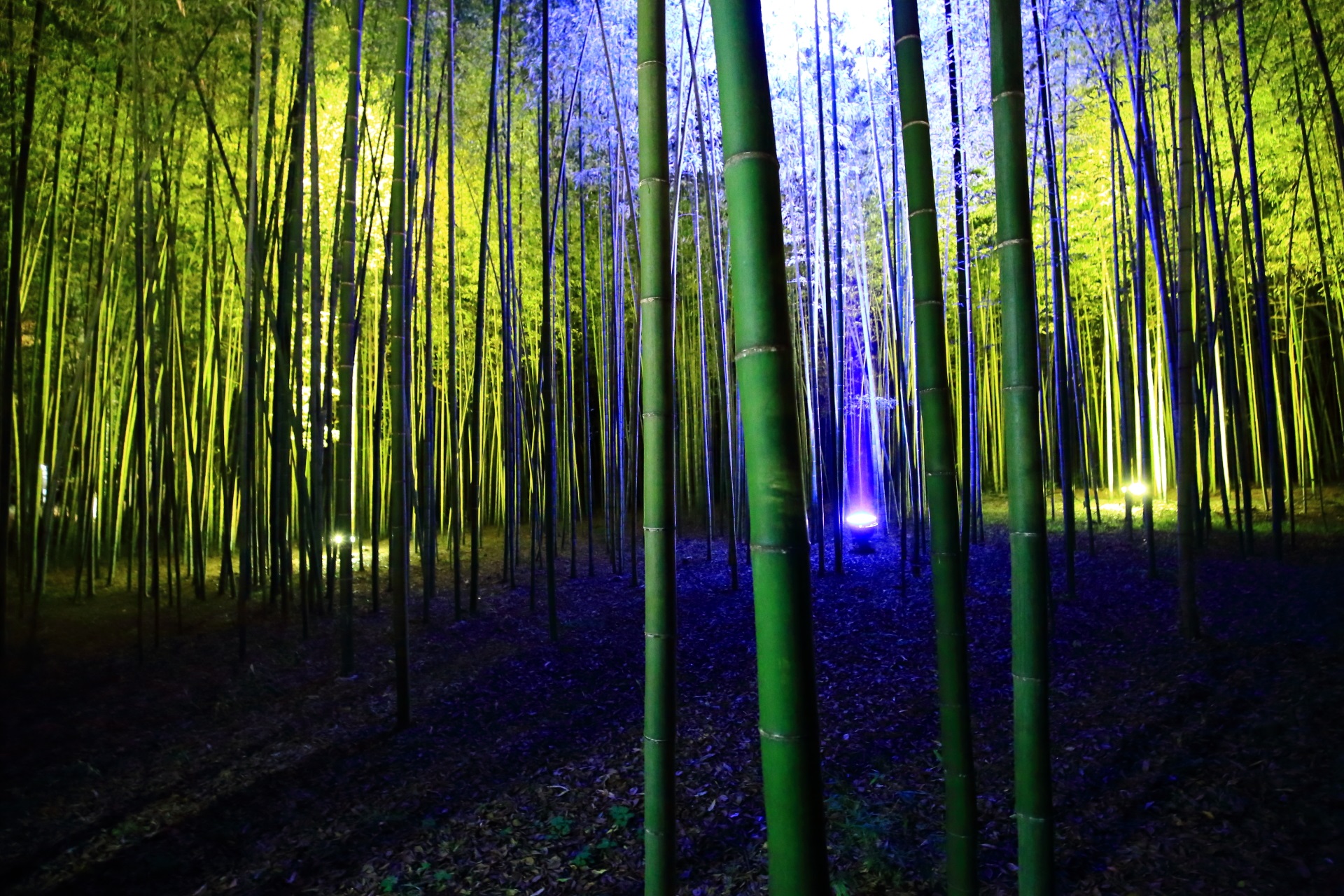 Bamboo forest Lightup chikurin Arashiyama-Hanatouro Kyoto