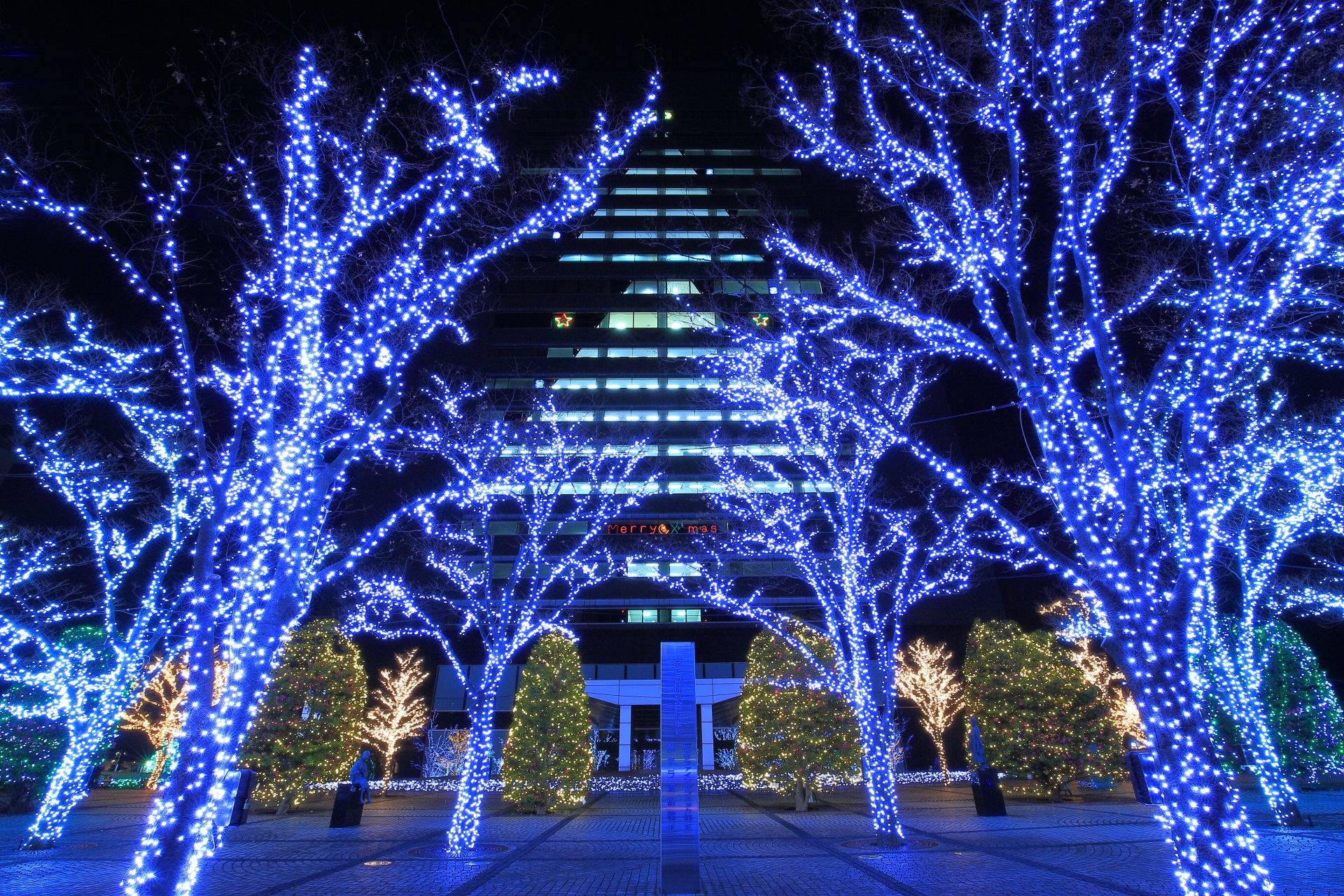 京セラ本社イルミネーション　幻想的な光の森と巨大クリスマスツリー