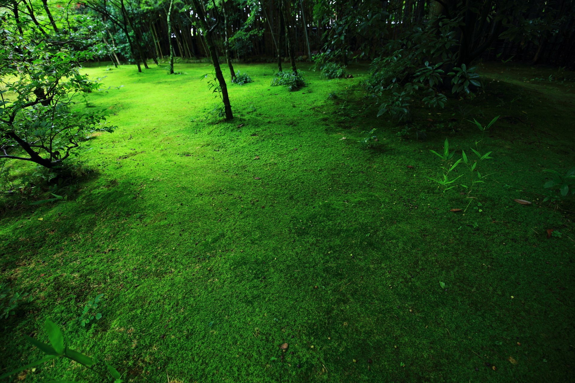 高桐院の庭園の雨で輝く緑の見事な苔