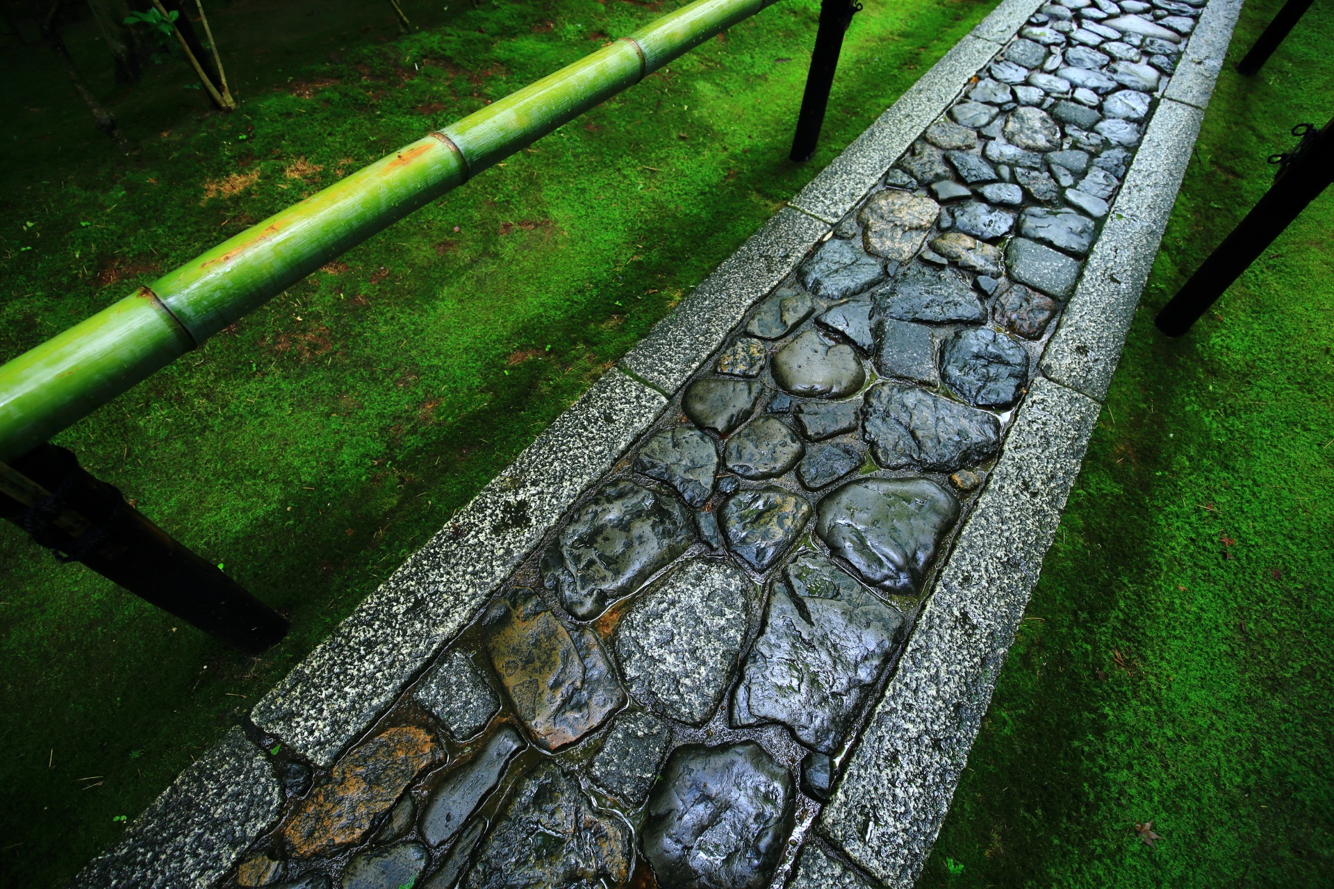 高桐院の雨に濡れて綺麗な石の参道と苔