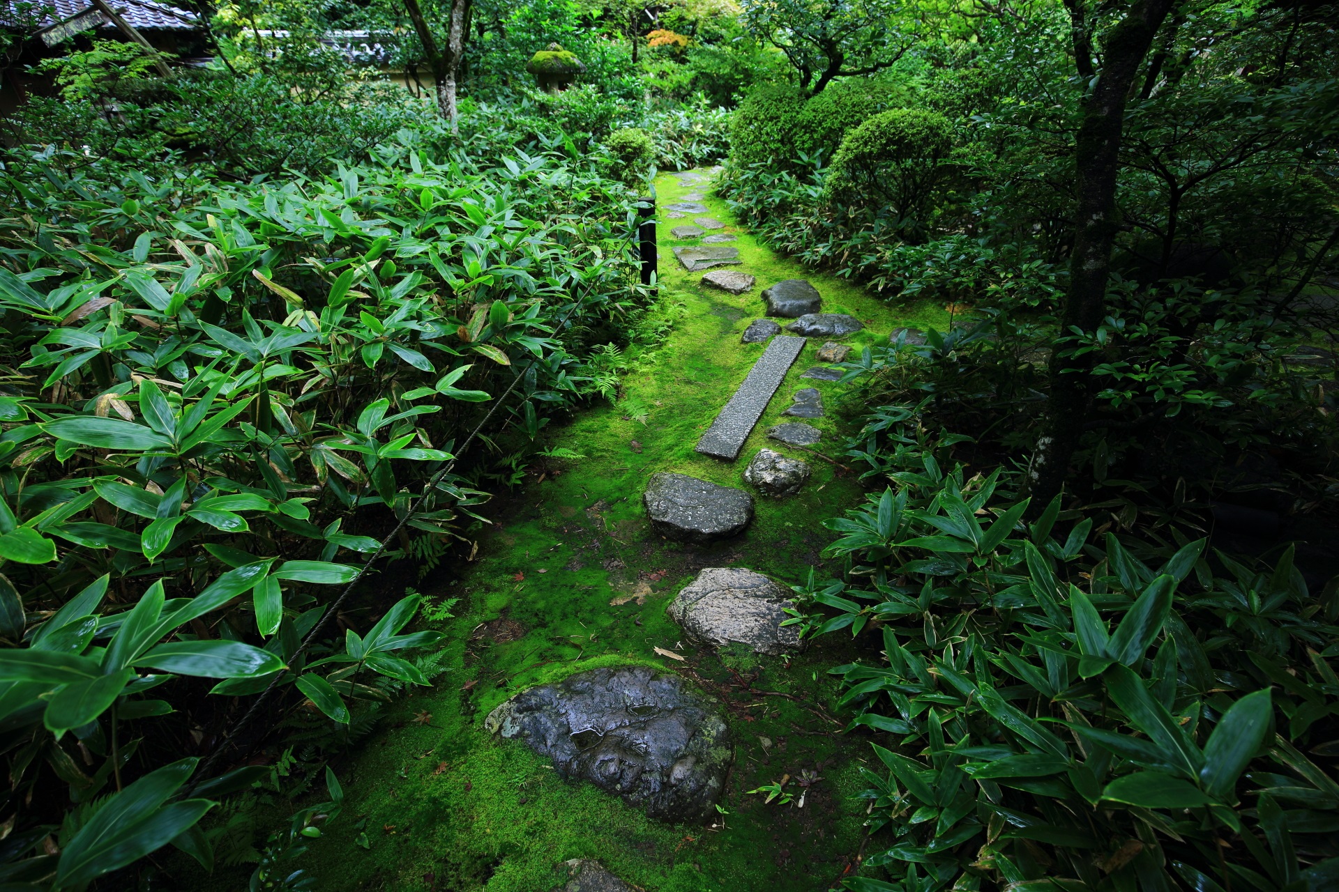 大徳寺塔頭の高桐院（こうとういん）の庭園の飛び石と苔