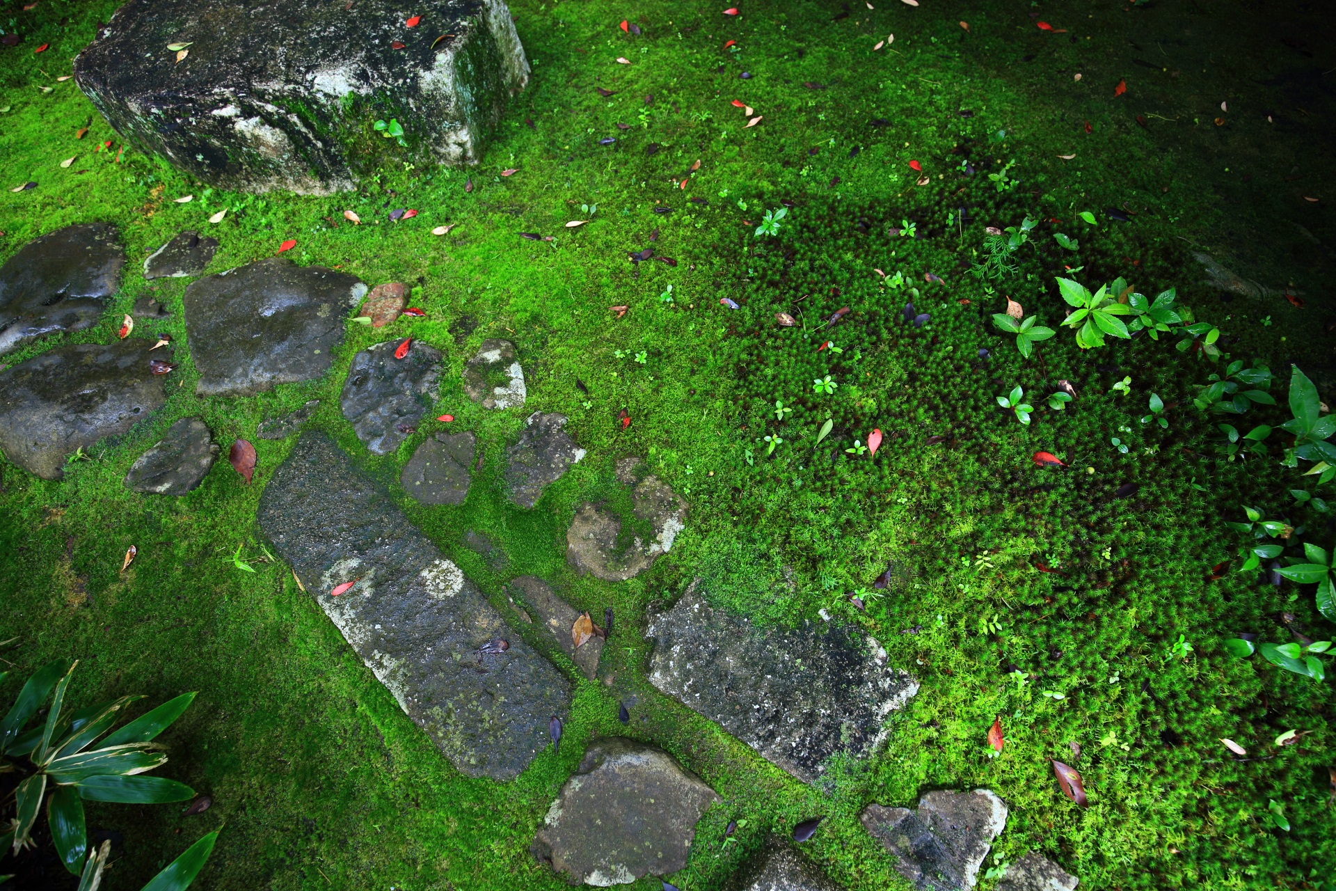 大徳寺 高桐院の緑の苔と飛び石の参道